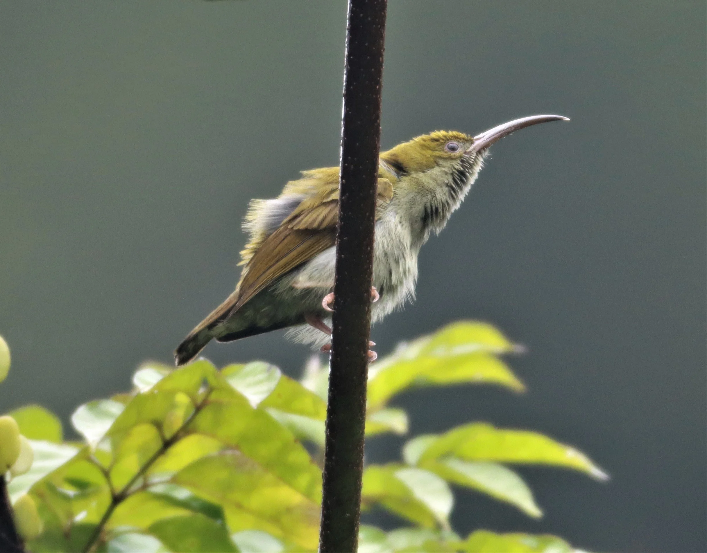 SPIDERHUNTER - GREY-BREASTED SPIDERHUNTER - Arachnothera modesta - KHAO SOK SURAT THANI (67).jpg
