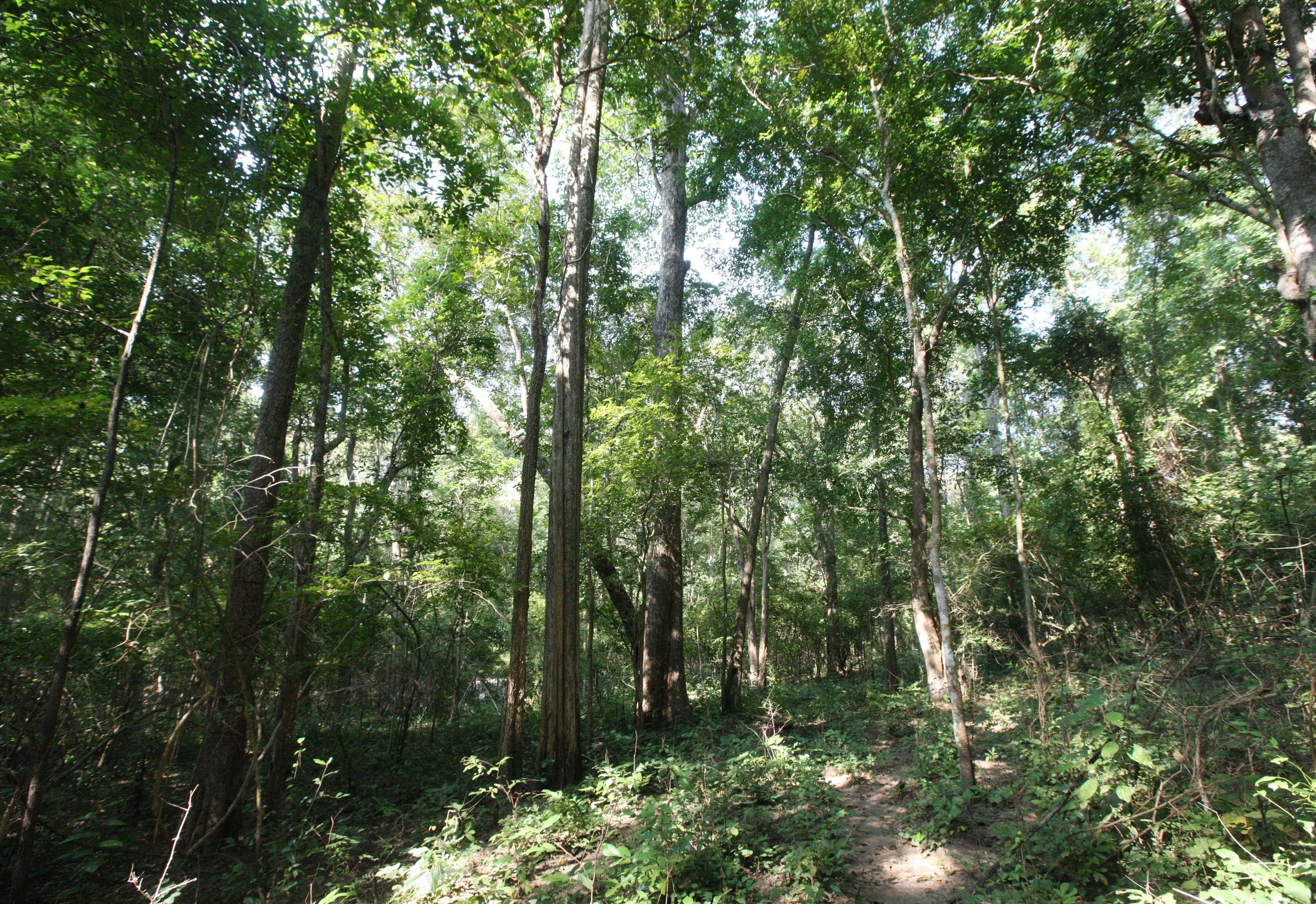Mixed Deciduous Forest of the Western Forest Complex
