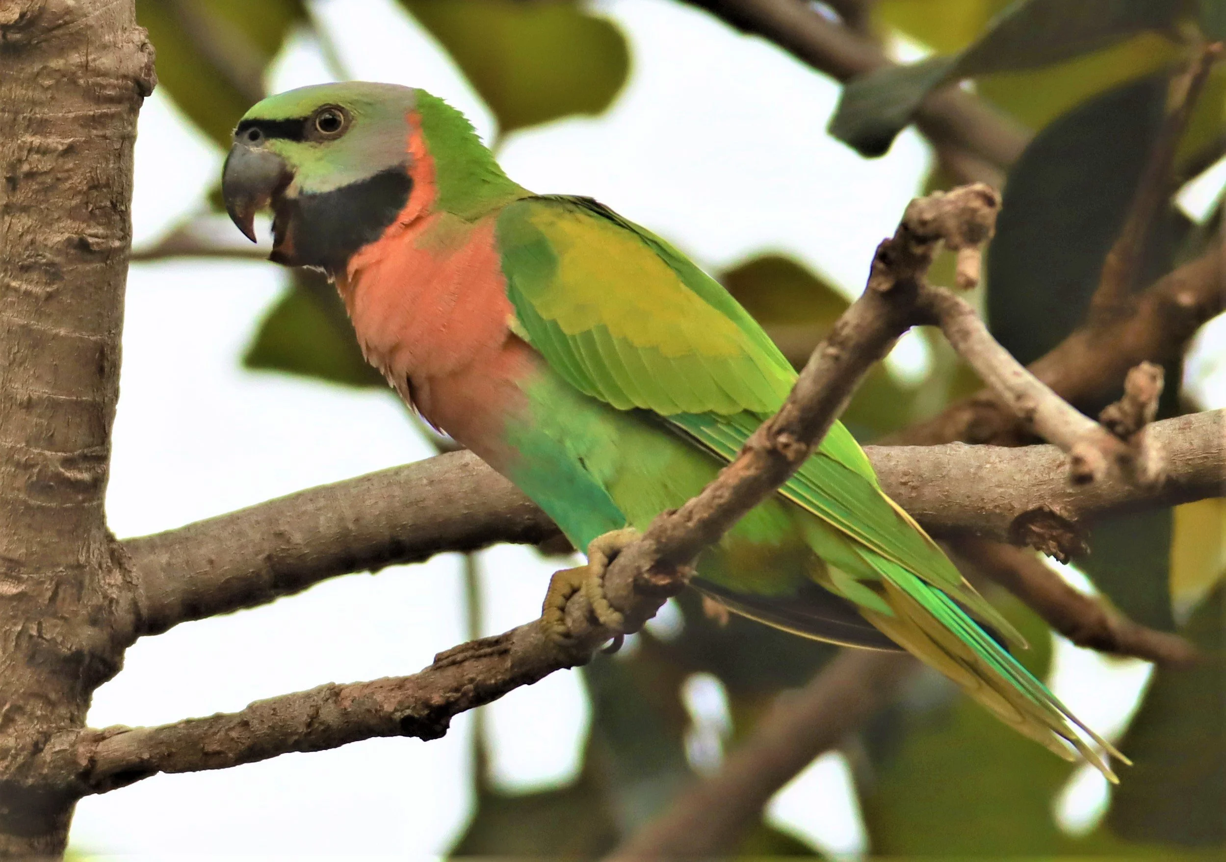 PARAKEET - RED-BREASTED PARAKEET - Psittacula alexandri - WAT SUAN YAI NONTHABURI (54).jpg