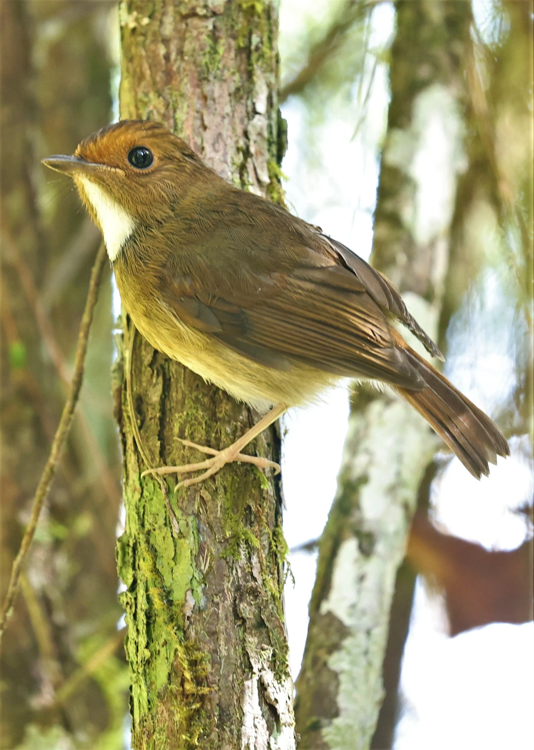 Anthipes solitaris - RUFOUS-BROWED FLYCATCHER - FRASER'S HILL, MALAYSIA JUNE 2022 (18)A.jpg