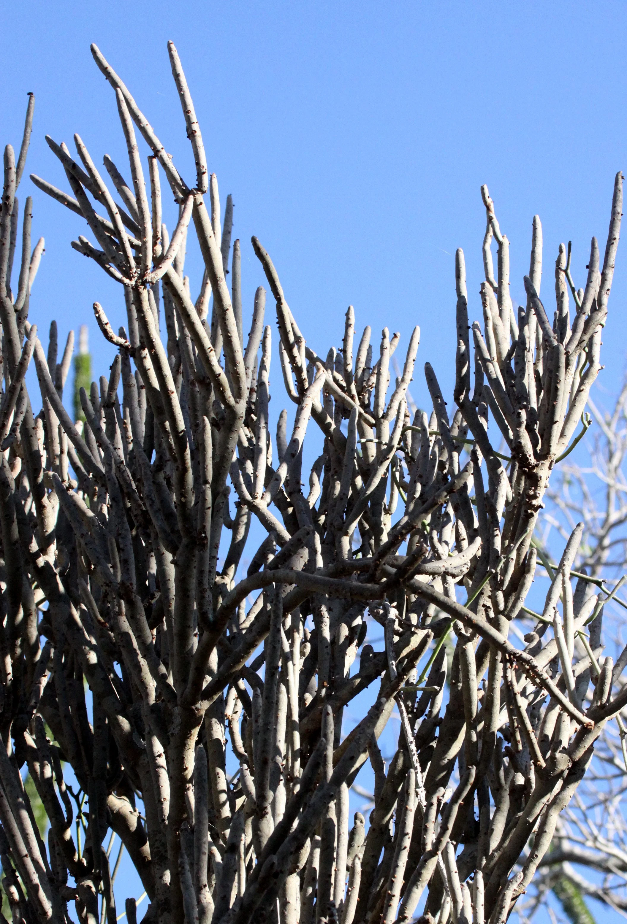 PLANT - ALLUAUDIA DUMOSA - BERENTY RESERVE MADAGASCAR (2).JPG