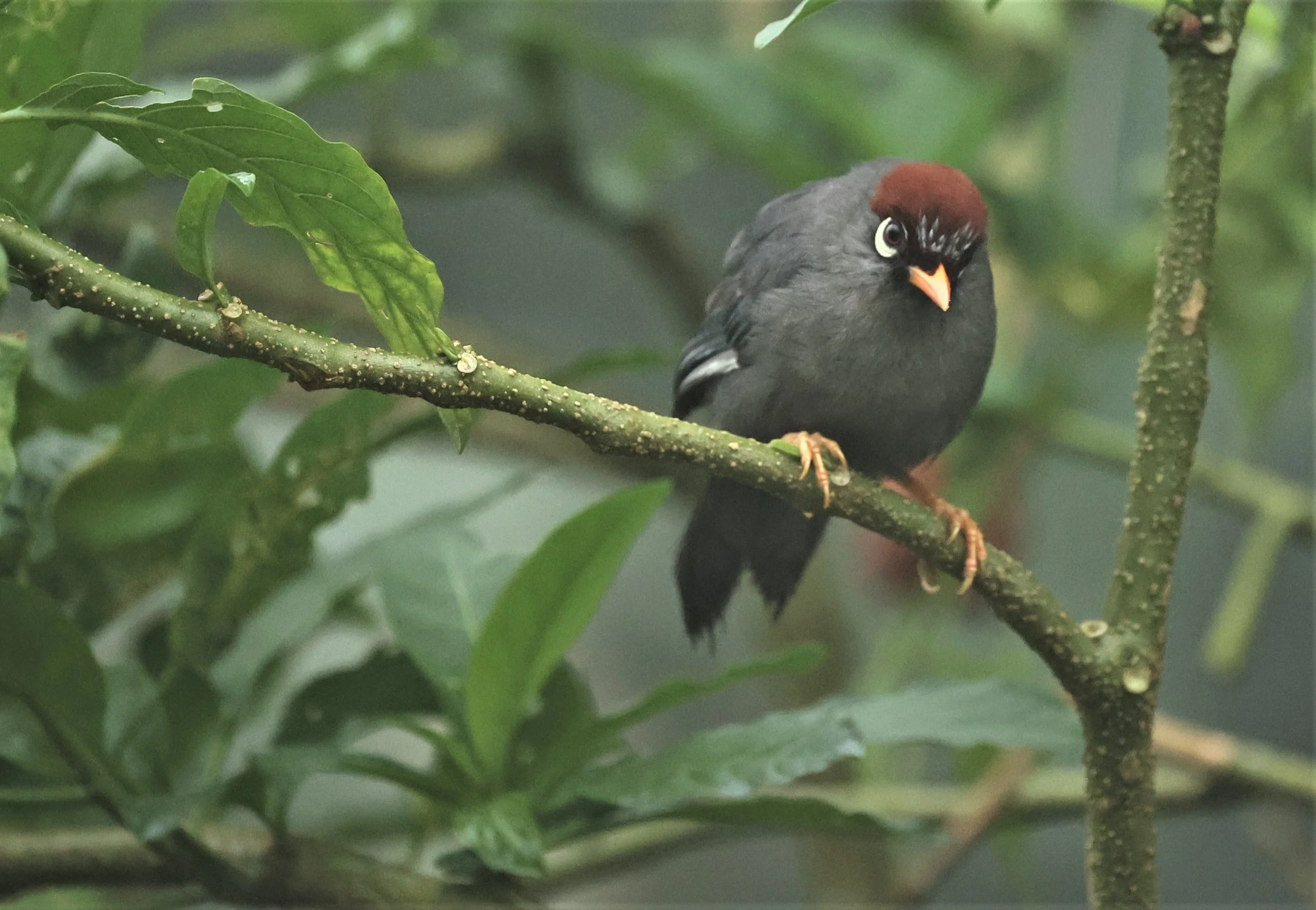 Pterorhinus mitratus - CHESTNUT-CAPPED LAUGHINGTHRUSH - FRASER'S HILL RAUB DISTRICT PAHANG MALAYSIA (30).jpg