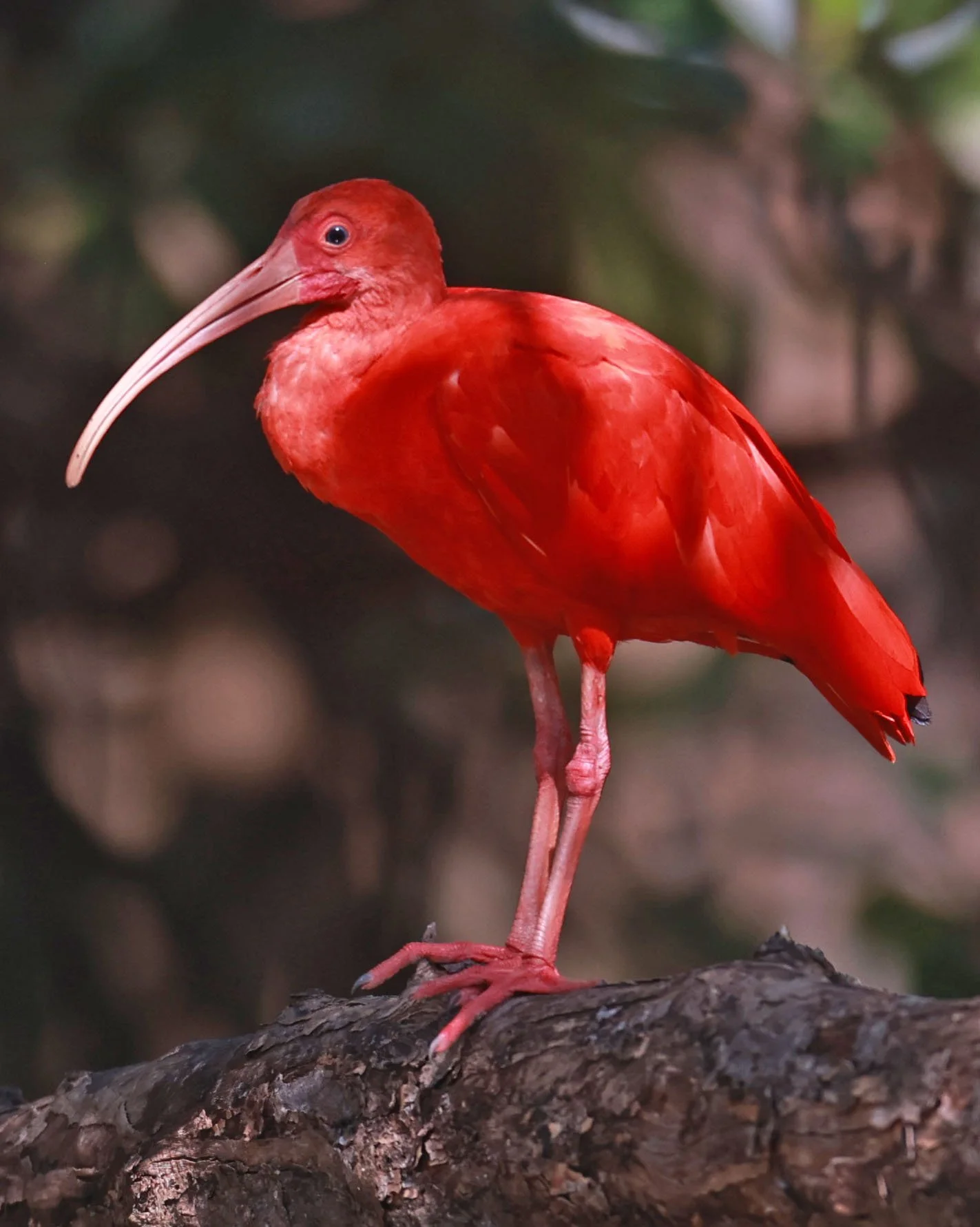 Ibis - Scarlet Ibis - Eudocimus ruber - 29 Songkaow Cafe, Chachoengsao Thailand (187).jpg