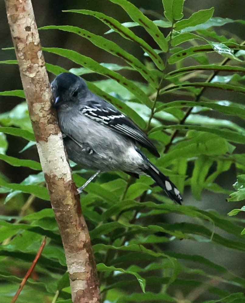 Variable Antshrike (Thamnophilus caerulescens) Superagui National Park, Brazil