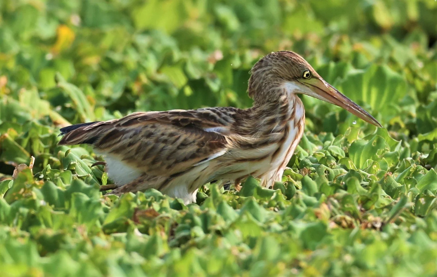 BITTERN - YELLOW BITTERN - Ixobrychus sinensis - LAT KRABANG THAP YAO RICEFIELDS 01 OCT 2021 (35).jpg