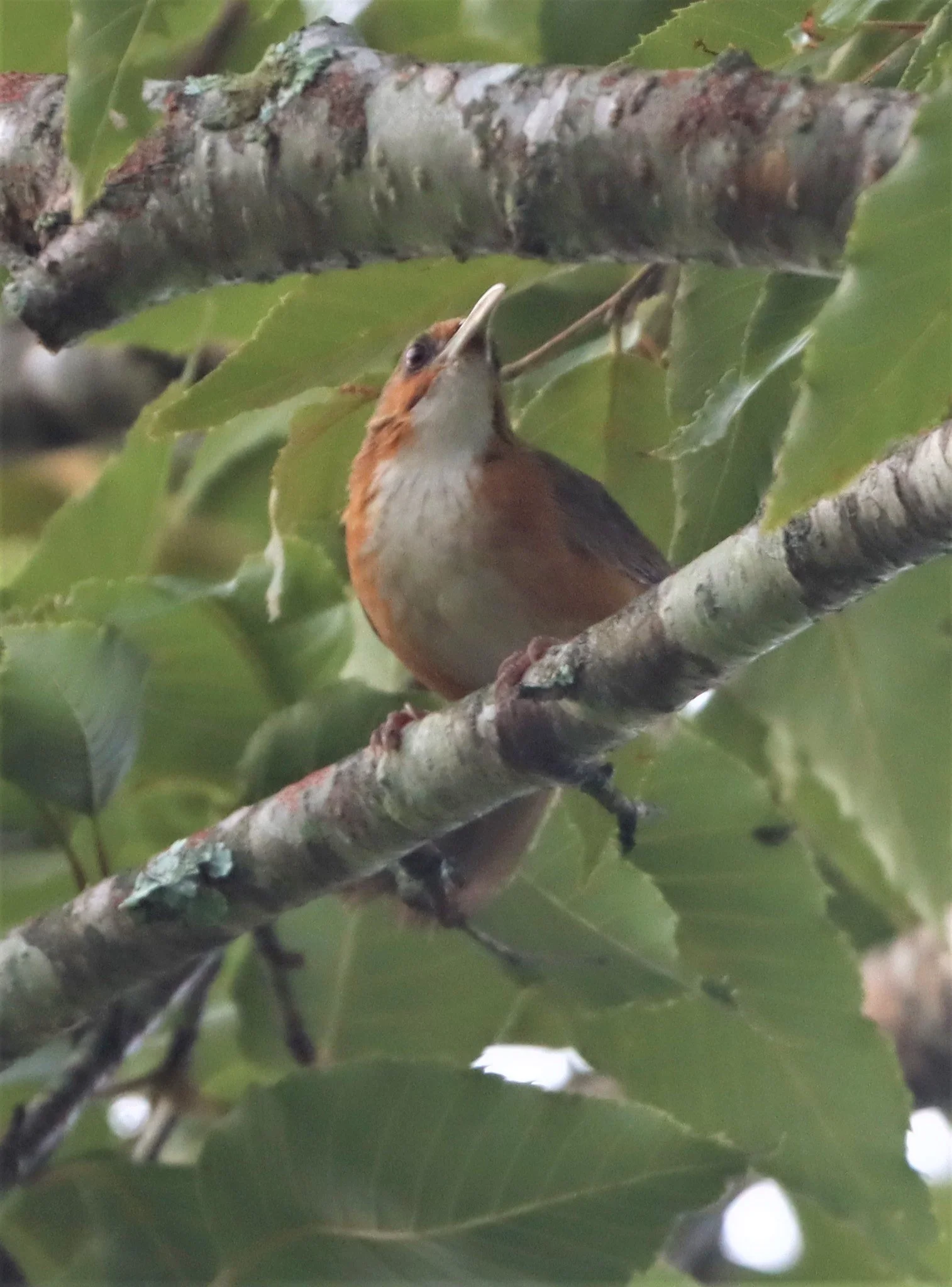 SCIMITAR BABBLER - RUSTY-CHEEKED SCIMITAR BABBLER - Erythrogenys erythrogenys - DOI LANG CHIANG MAI (10).jpg