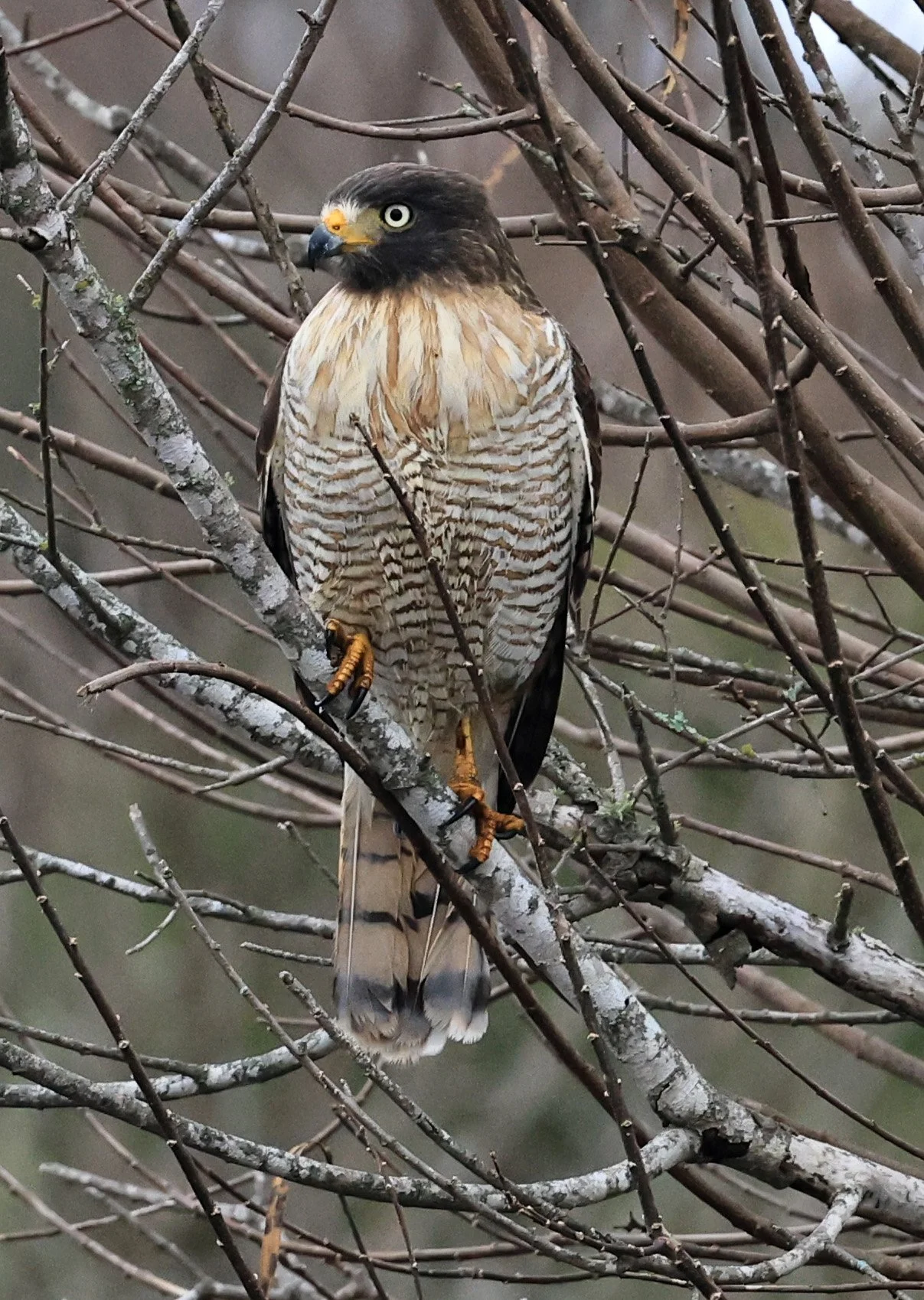 Roadside Hawk (Rupornis magnirostris) El Palmar National Park, Entre Rios, Argentina (13).jpg