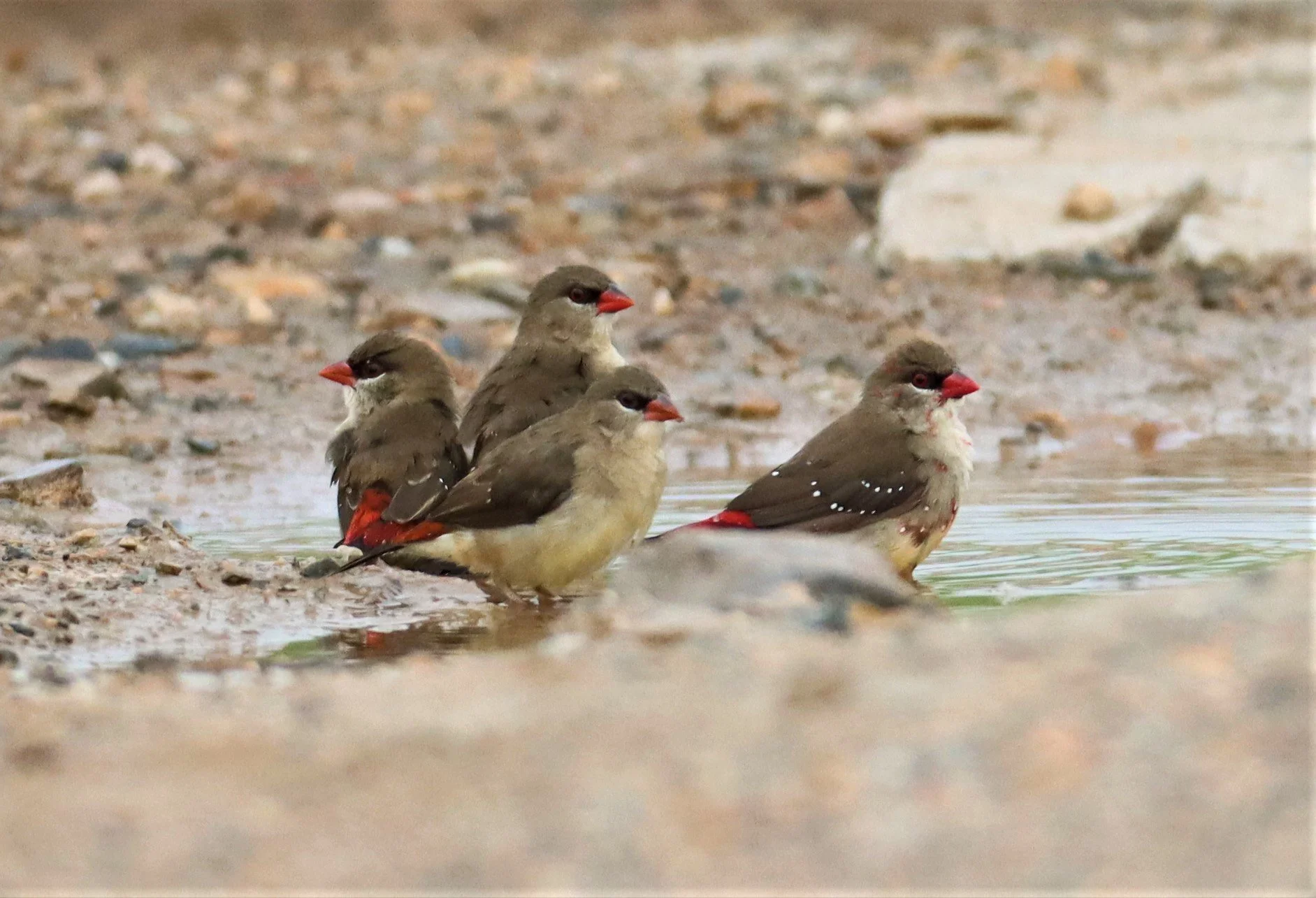 RED AVADAVAT - Amandava amandava - LAT KRABANG WETLANDS THAP YAO (14).jpg