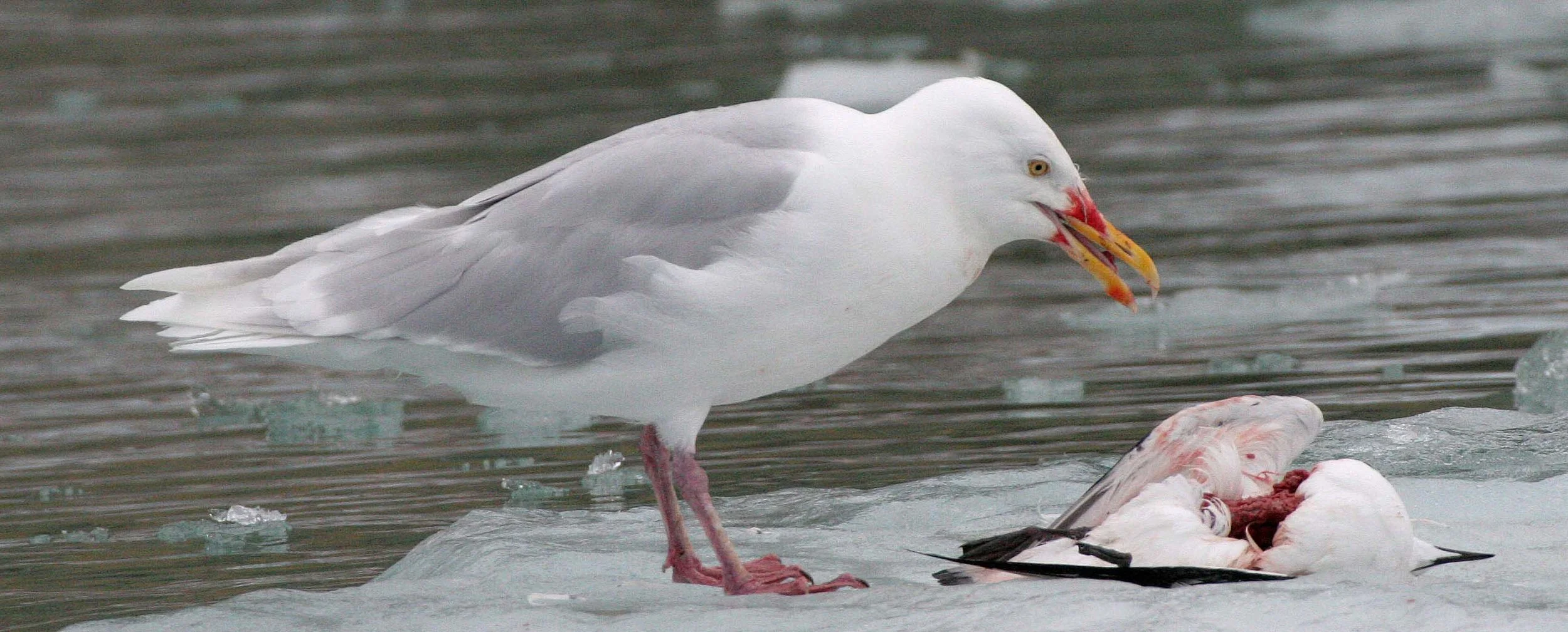 BIRD - GULL - GLAUCOUS GULL - SVALBARD (13).jpg