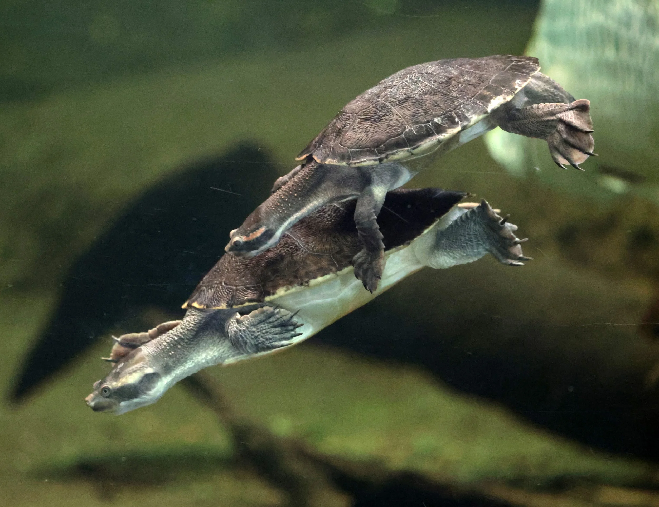 Unidentified Turtle Species - Perth Zoo - Western Australia — Coke ...