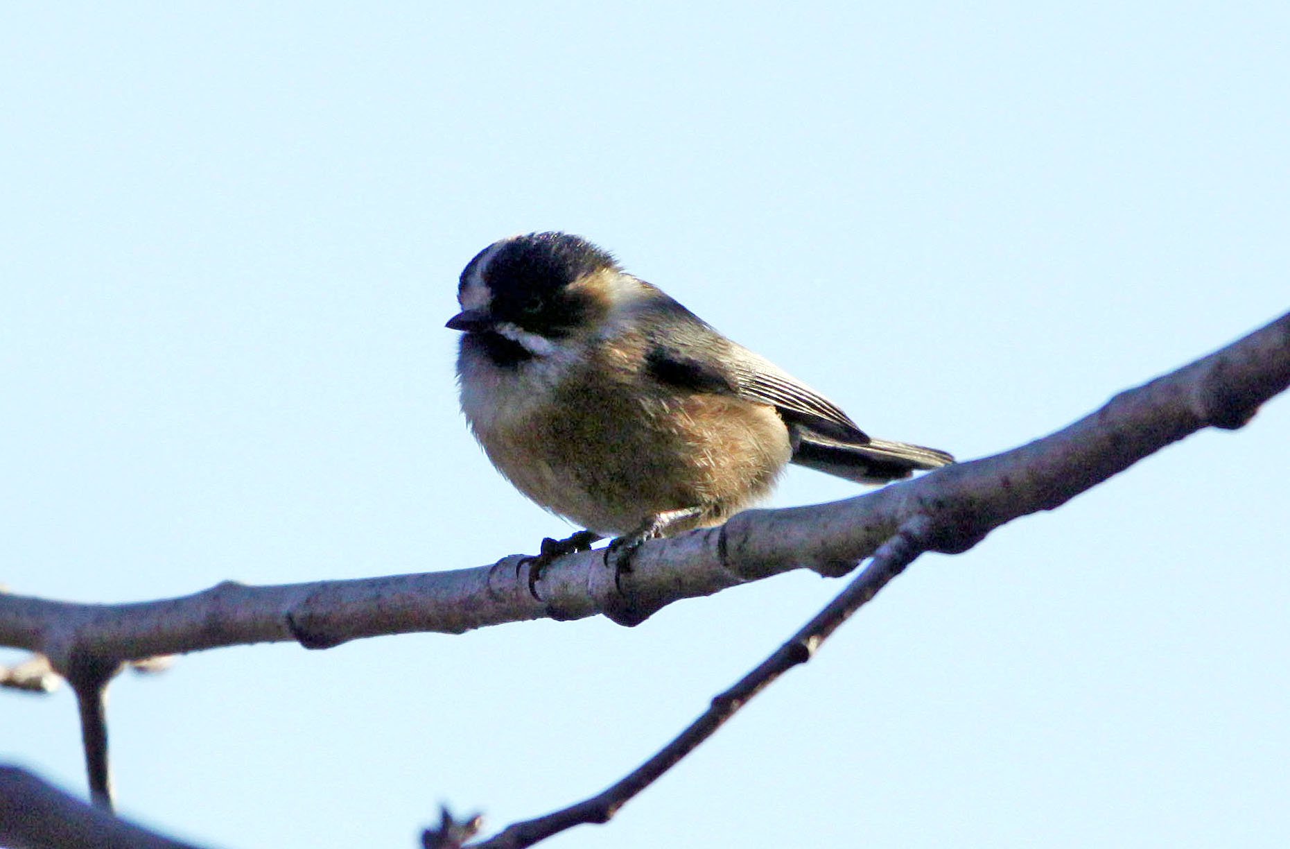Black-browed Bushtit (Aegithalos bonvaloti) Lijiang Hightlands, Yunnan China (5).JPG
