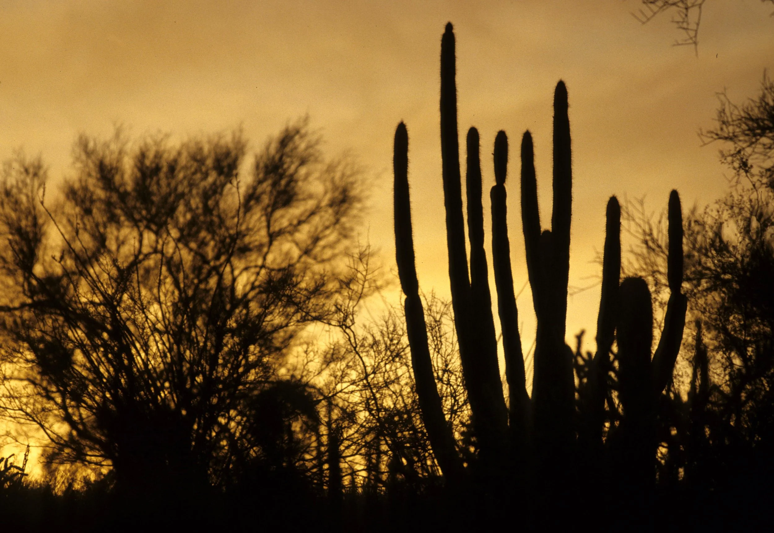 ORGAN PIPE CACTUS NP - SUNSET C.jpg