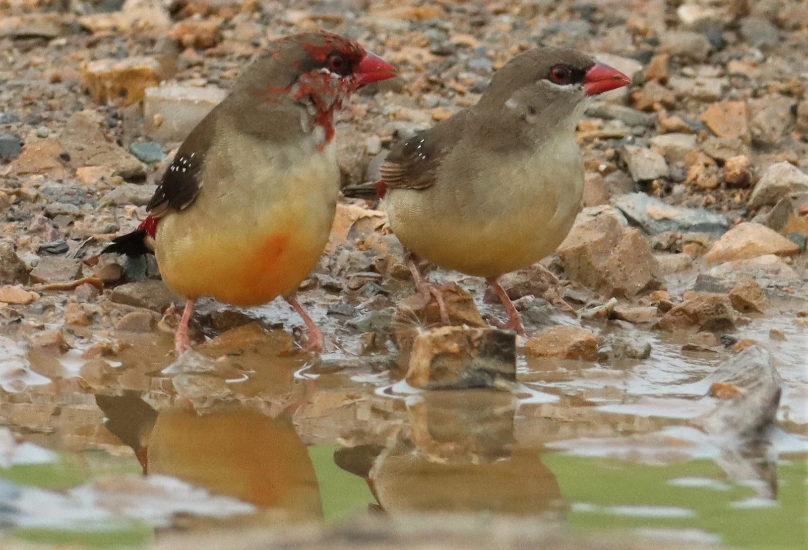 RED AVADAVAT - Amandava amandava - THAP YAO RICE FIELDS LAT KRABANG (76).jpg