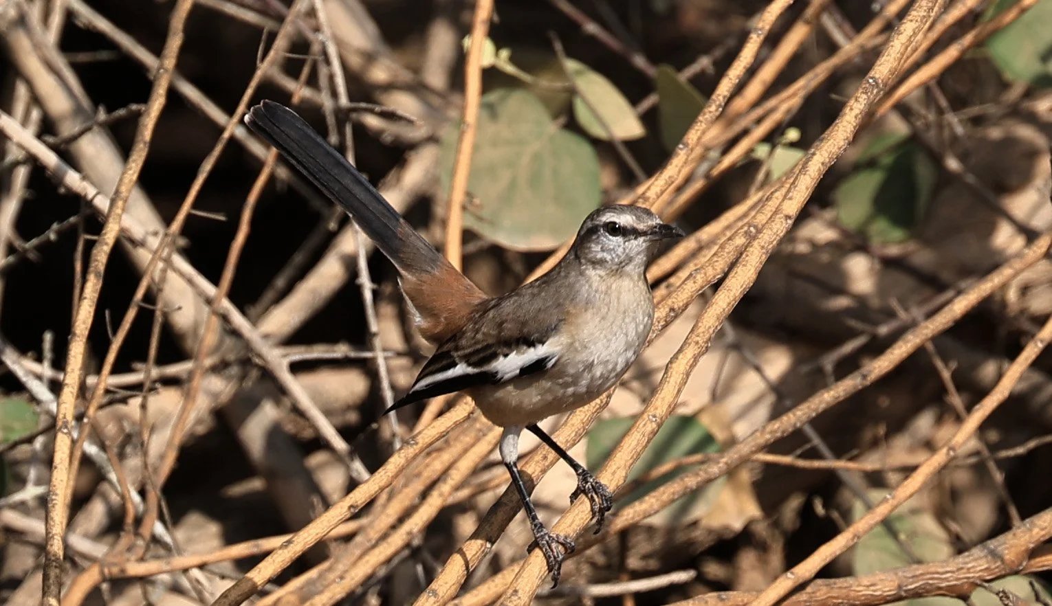White-banded Mockingbird (Mimus triurus) Hotel Campestre Iparoma Paraguay (1).jpg