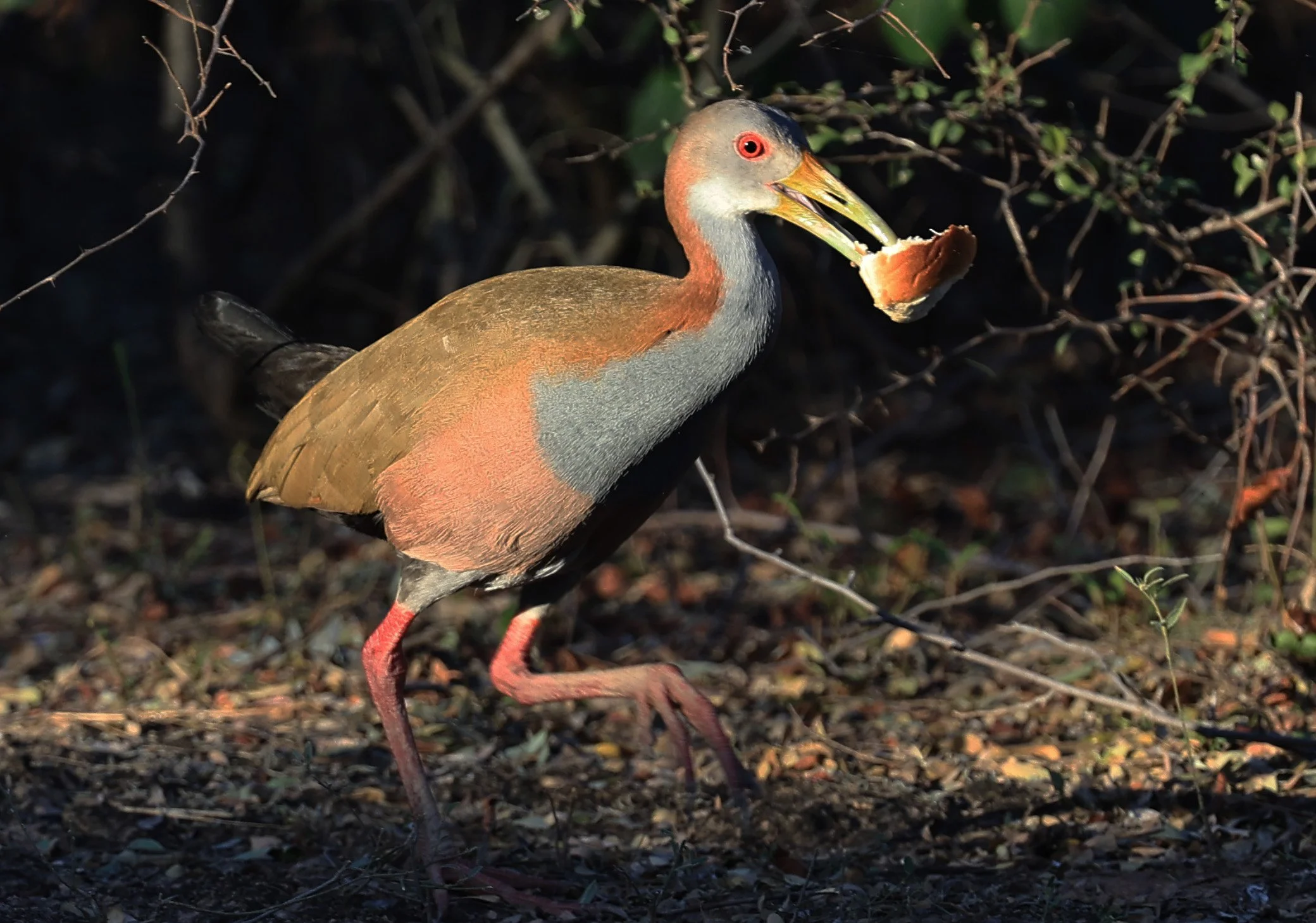 Giant Wood-Rail (Aramides ypecaha) Reserva Canada Serena