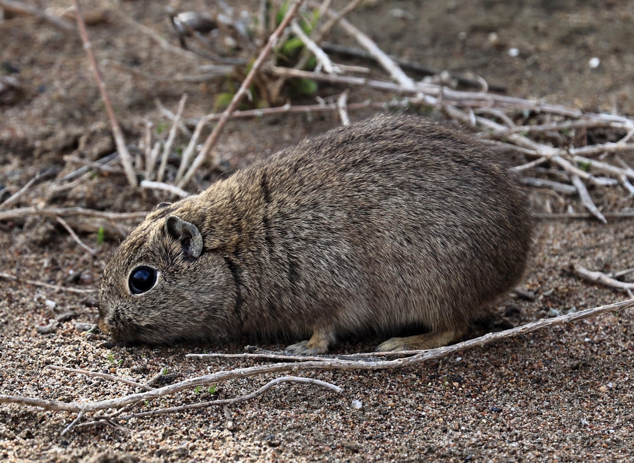 Southern Mountain Cavy (Microcavia australis) Valdes Peninsula, Chubut Province, Argentina Day 2 (1 (107).jpg