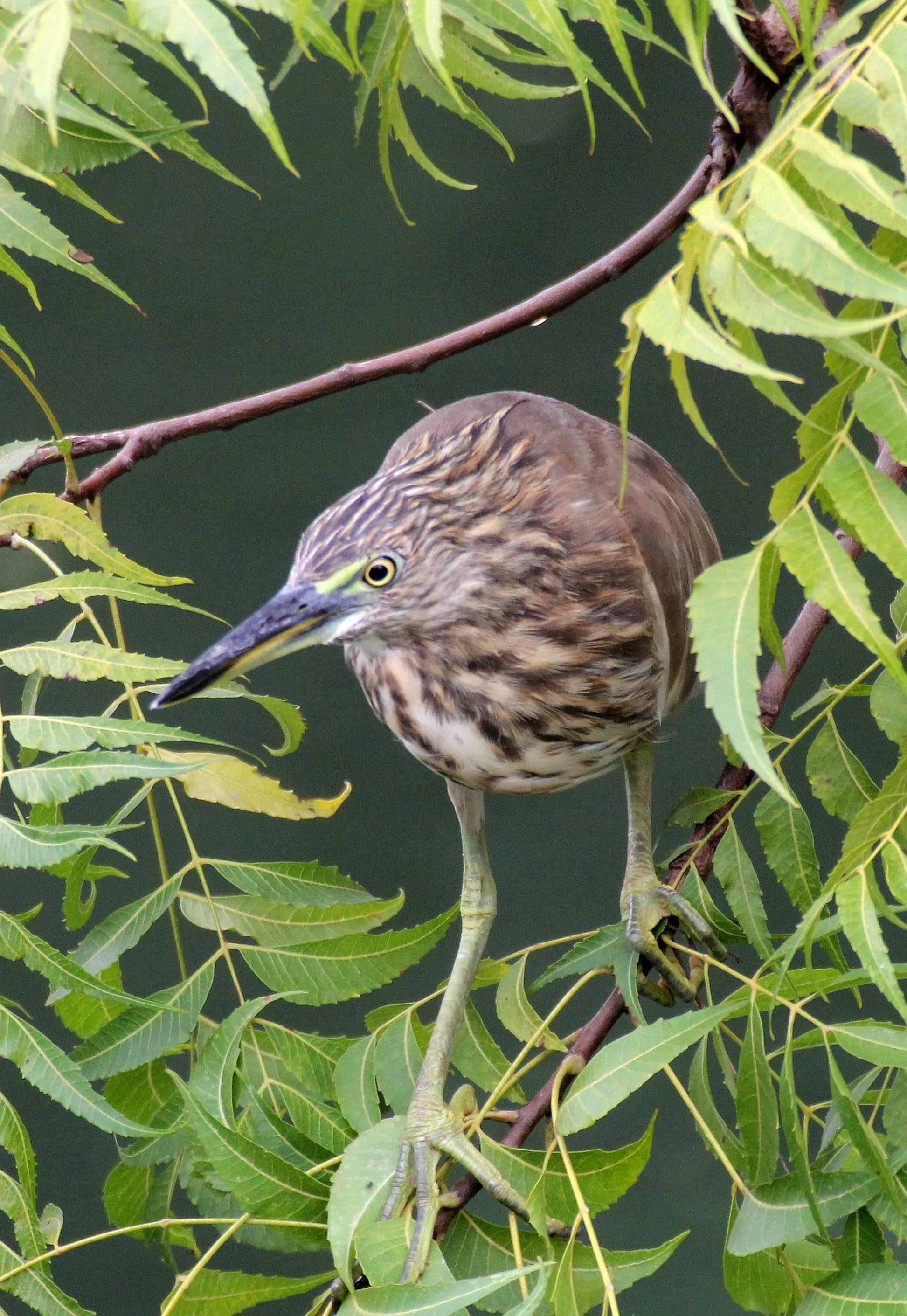 HERON - INDIAN POND HERON - Ardeola grayii - SIRIGIYA FOREST AREA SRI LANKA (2).JPG
