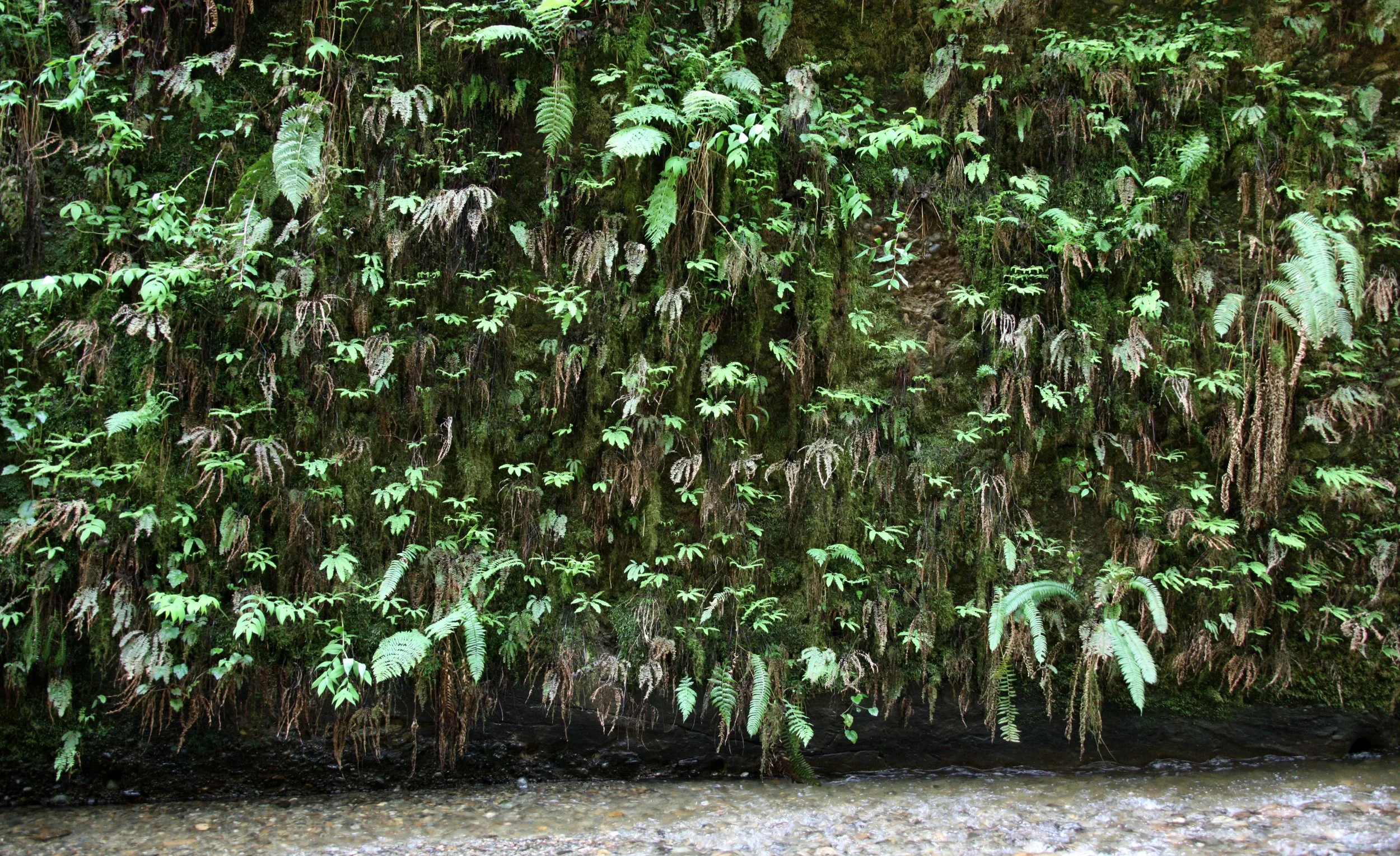PRAIRIE CREEK STATE PARK CALIFORNIA - FERN CANYON (17).JPG