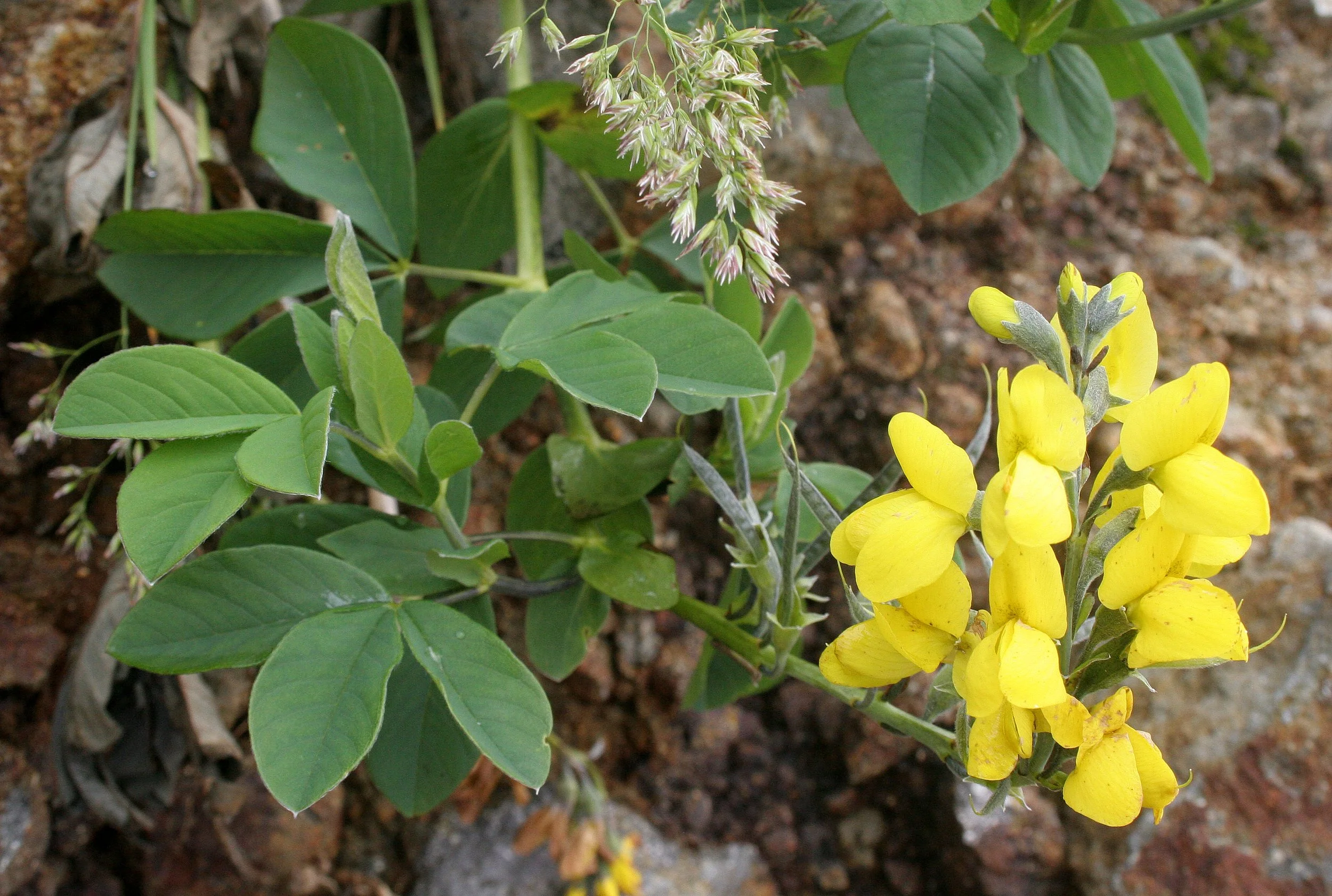 KURIL ISLANDS - FLORA  (106).jpg
