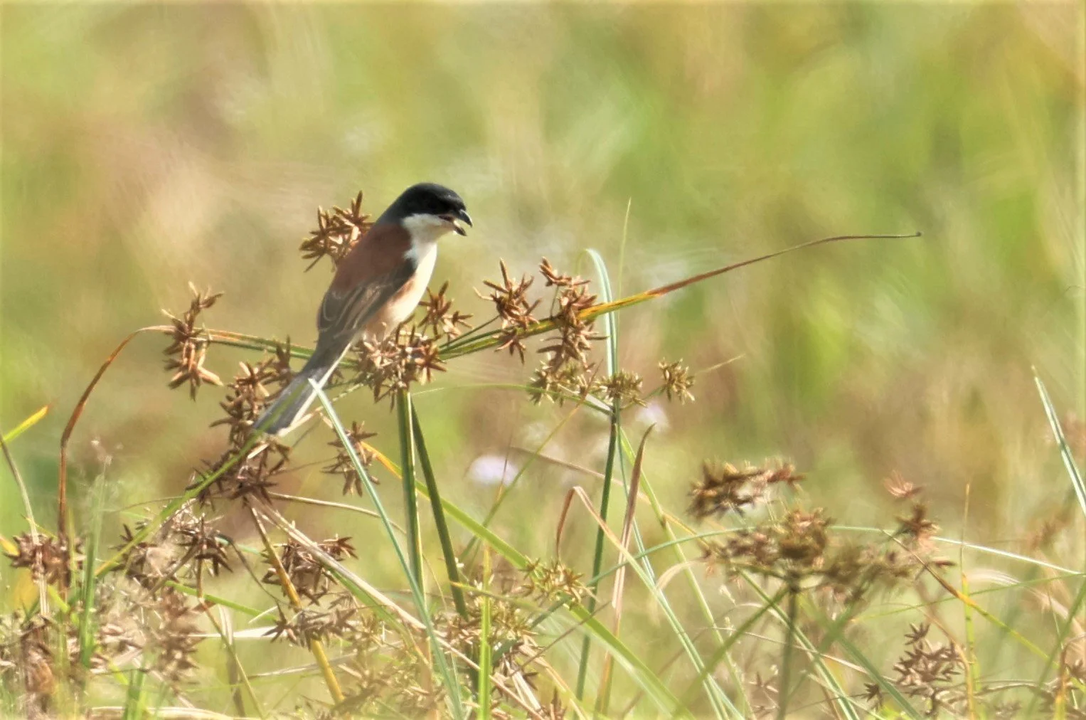 Long-tailed Shrike (Lanius schach) Nong Bong Kai Non-hunting Area Thailand (1).JPG