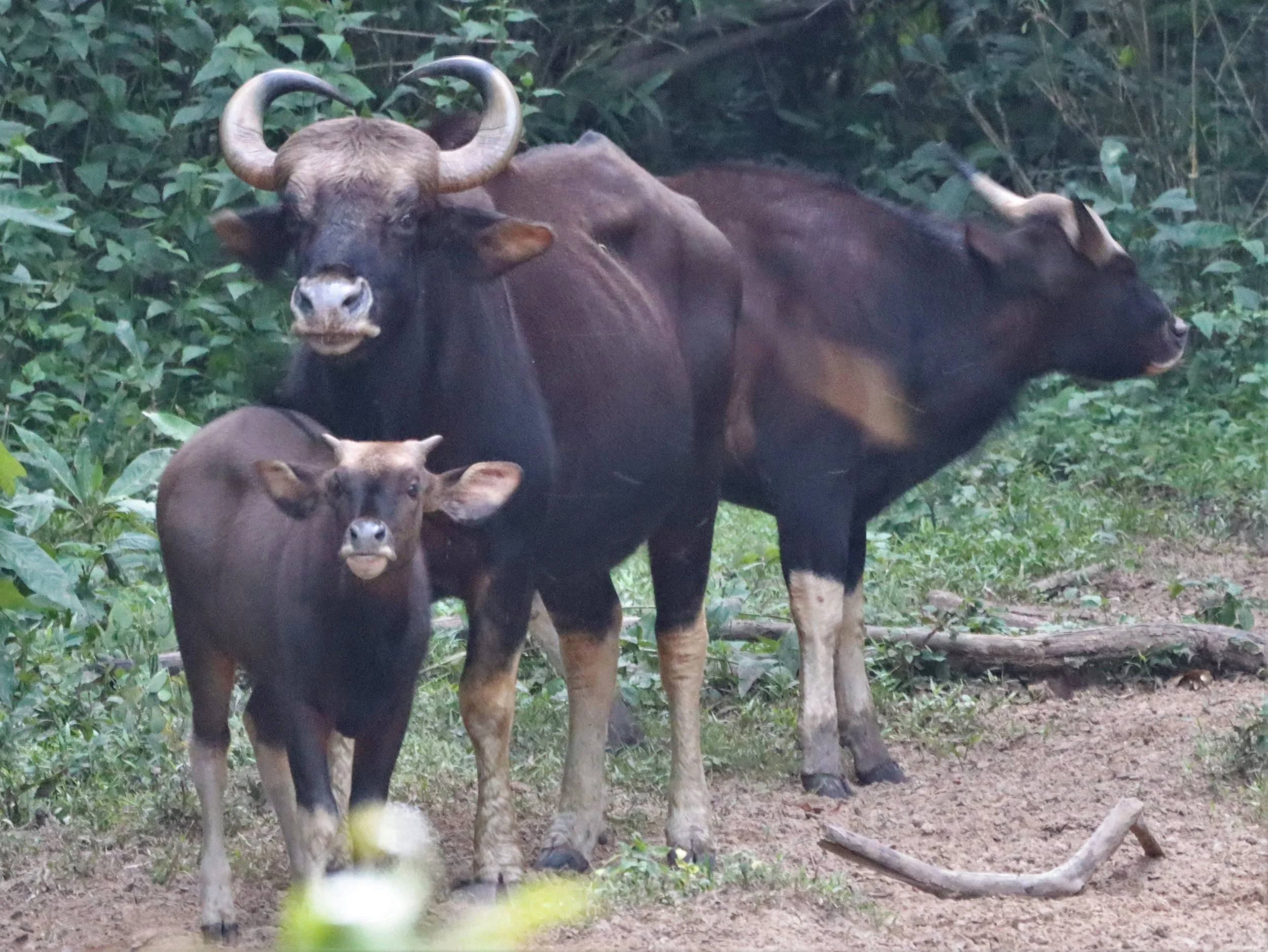 The gaur (Bos gaurus), also known as the Indian bison, is a large bovine native to the Indian subcontinent and Southeast Asia, and has been listed as Vulnerable on the IUCN Red List since 1986. The global population was estimated at a maximum of 21,0
