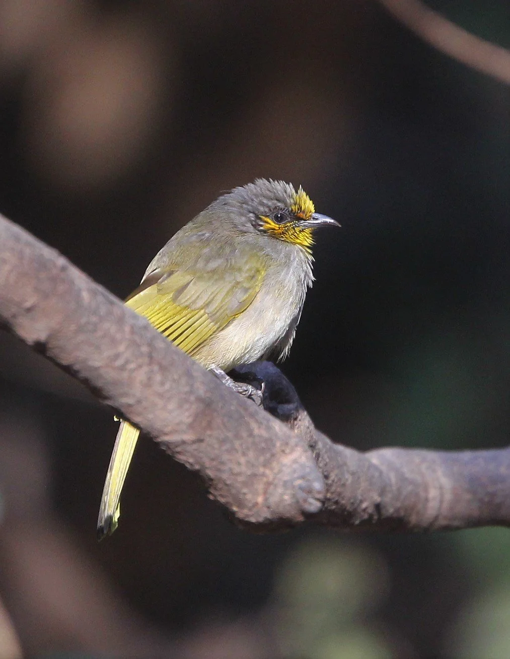 BULBUL - STRIPE-THROATED BULBUL - Pycnonotus finlaysoni - LUNG SIN HIDE KAENG KRACHAN A (2).jpg