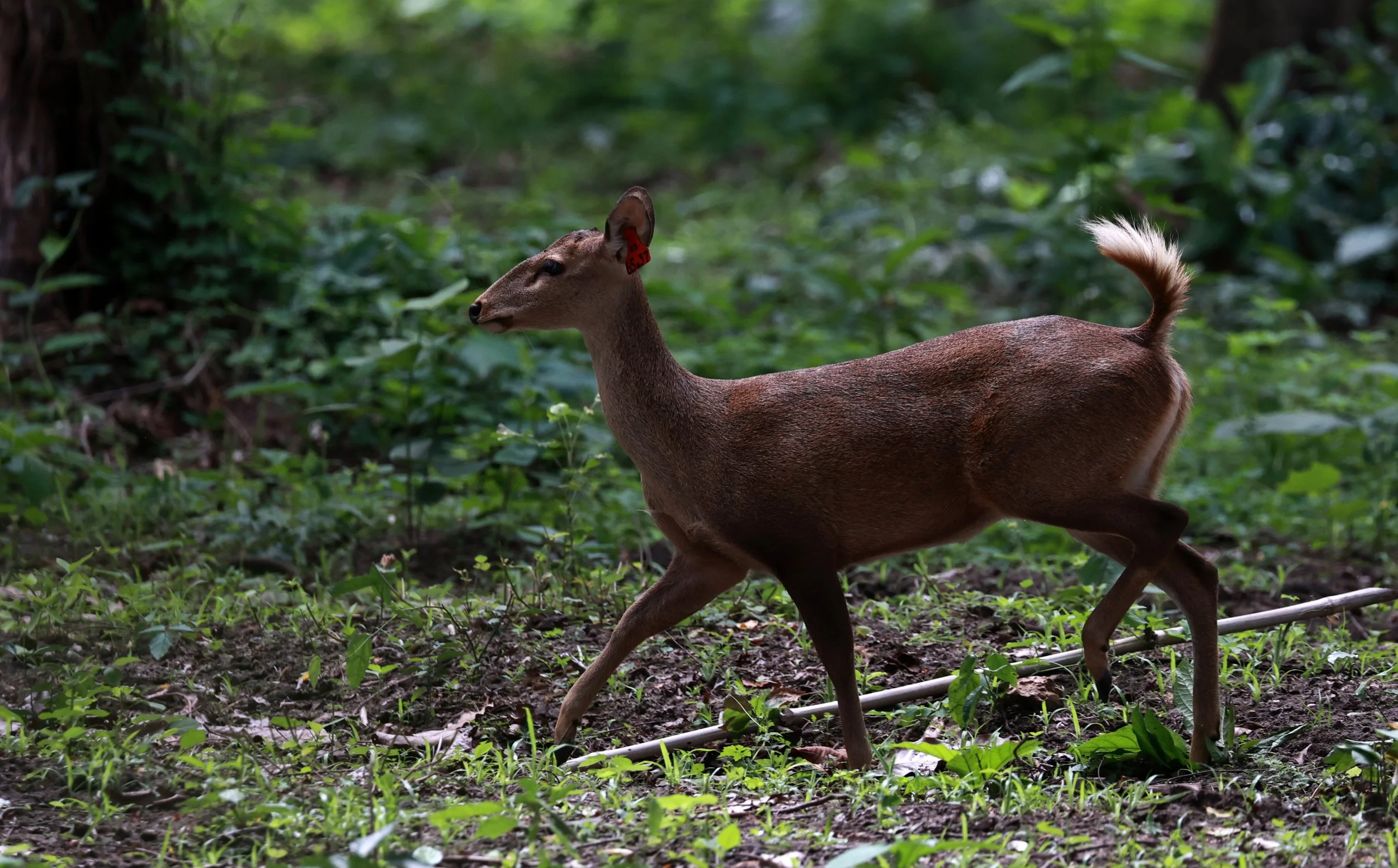 Axis annamiticus - Indochinese Hog Deer - Huai Kha Khaeng Wildlife Sanctuary June 2024 (8).jpg