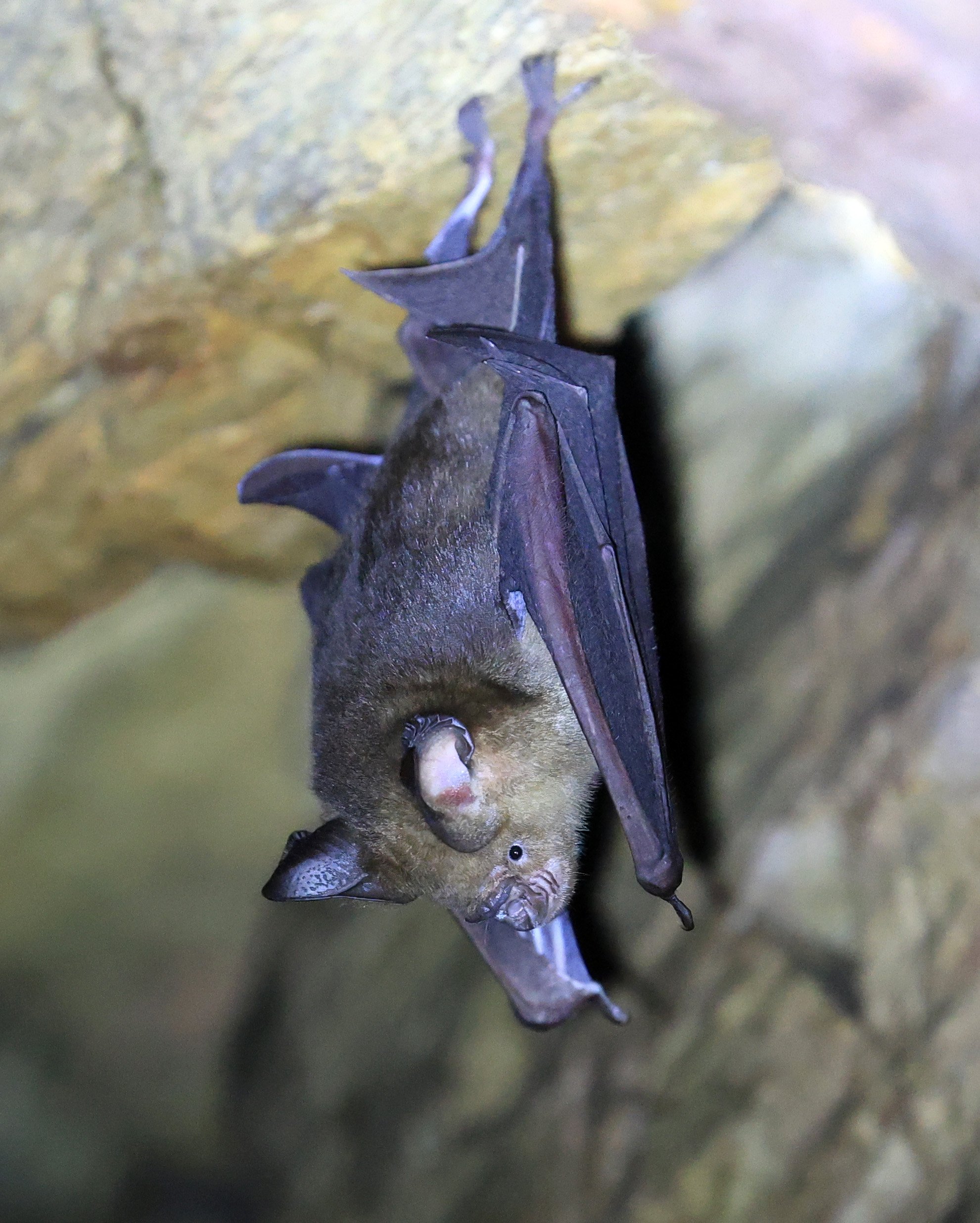 Horsfield’s Leaf-nosed Bat (Hipposideros larvatus) Wat Sa Nam Sai Temple Pak Chong Thailand (35).jpg