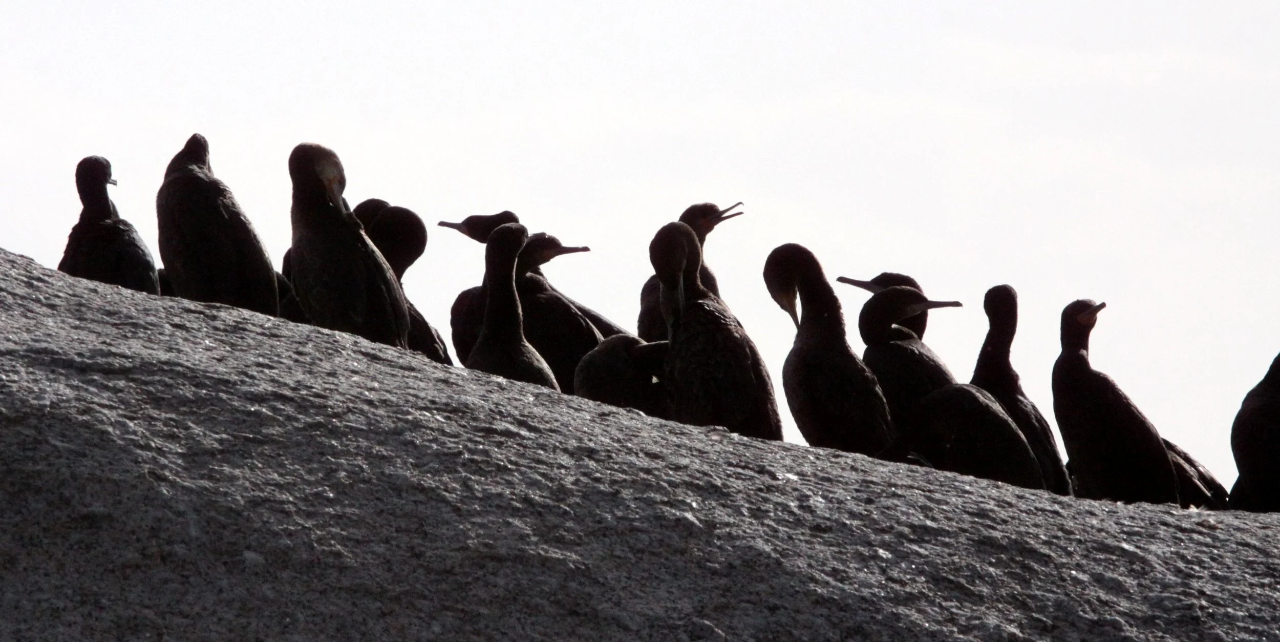 Phalacrocorax capensis - Cape Cormorant - Table Mountain NP, Simons Town Rookery - With Jackass Penguins (12).JPG