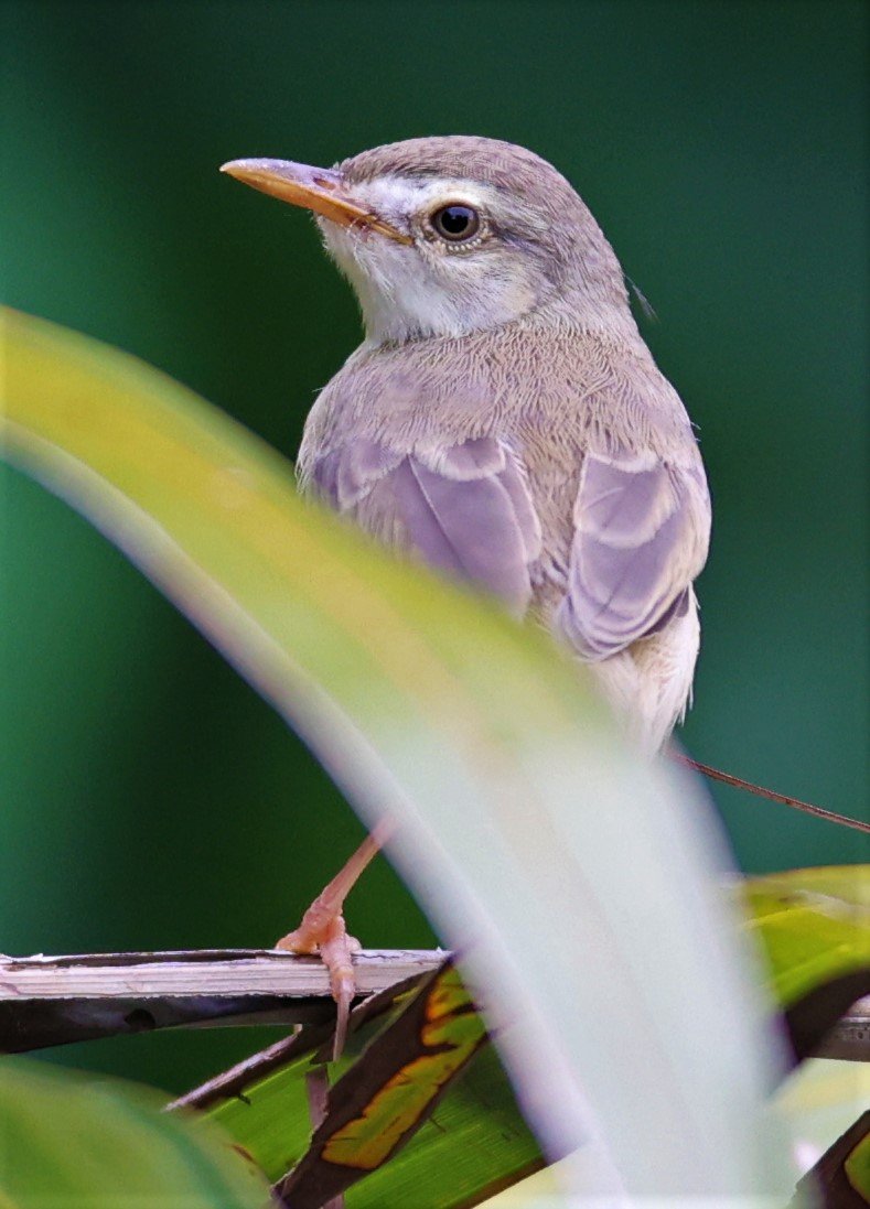 PRINIA - PLAIN PRINIA - Prinia inornata - BANG PU FOREST PARK 25 SEP 2021 (5).jpg
