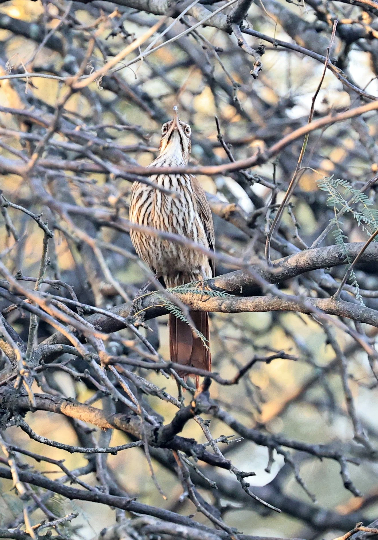 Scimitar-billed Woodcreeper (Drymornis bridgesii) Hotel Iparoma Campestre Paraguay (1).jpg