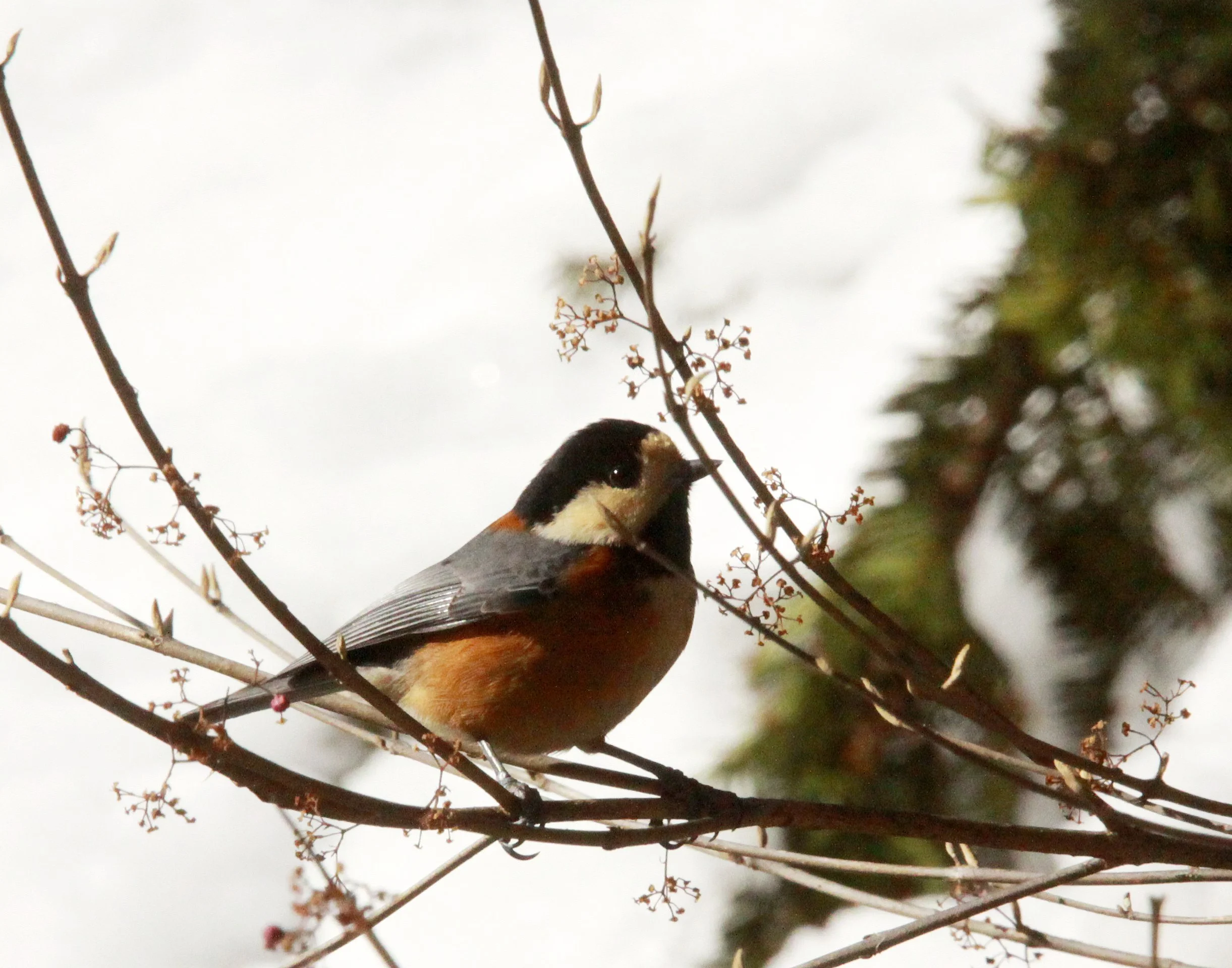 Varied Tit (Sittiparus varia) Shiobutsu Onsen, Karuizawa Japan (12).JPG