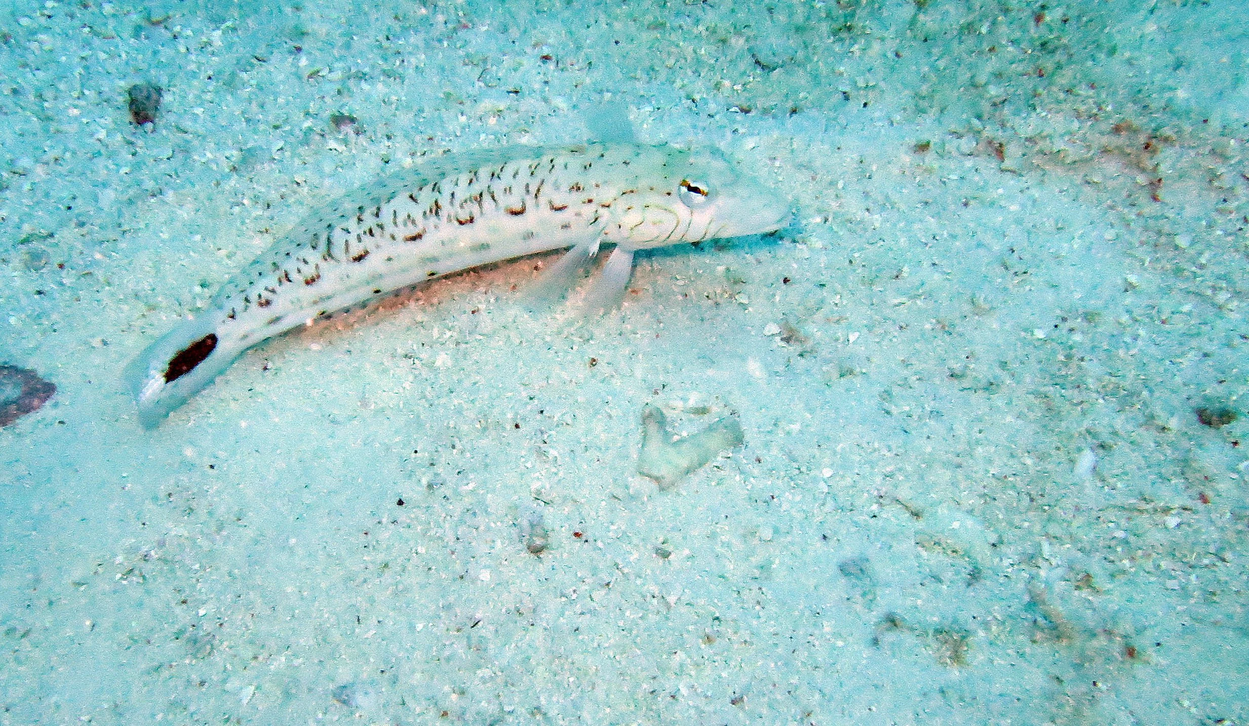 Family Pinguipedidae (Sandperch)