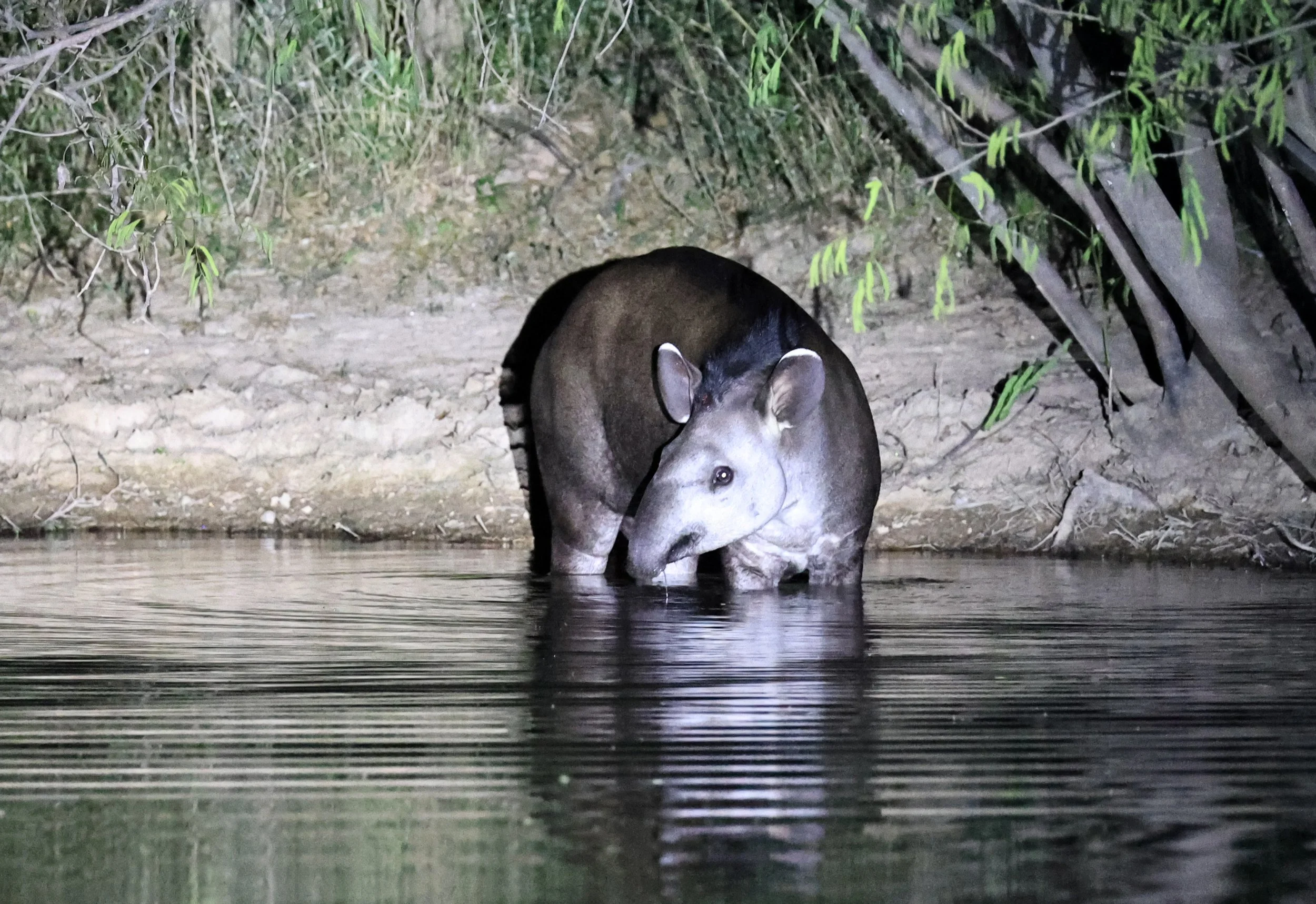 South American Tapir (Tapirus terrestris) Hotel Campestre Iparoma Paraguay  (15).jpg