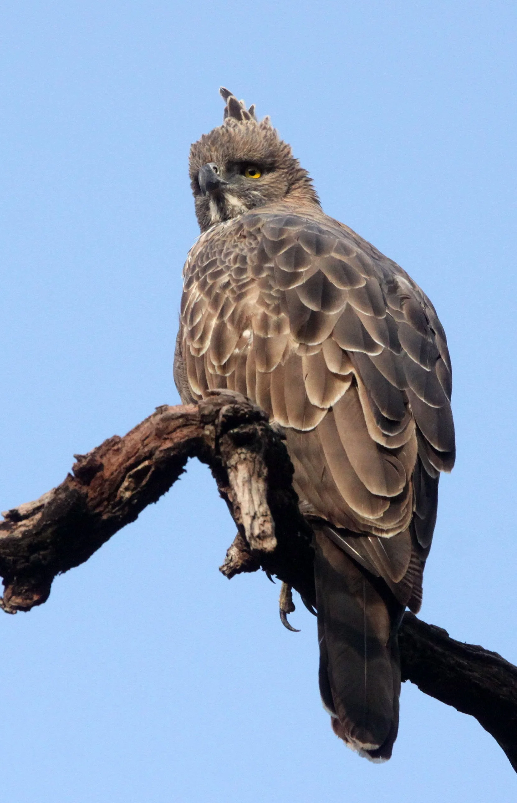 Nisaetus cirrhatus cirrhatus - INDIAN CHANGEABLE HAWK EAGLE - BANDHAVGAR NATIONAL PARK INDIA (51).JPG