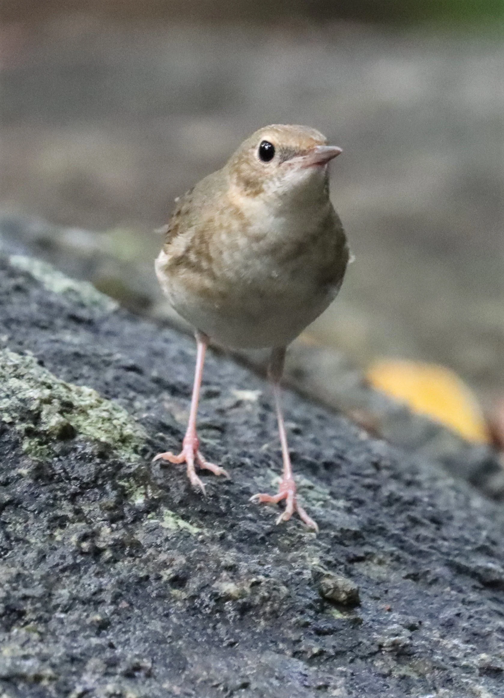 ROBIN - SIBERIAN BLUE ROBIN - Luscinia cyane - WAT THAM PRATHUN CHONBURI (23).jpg