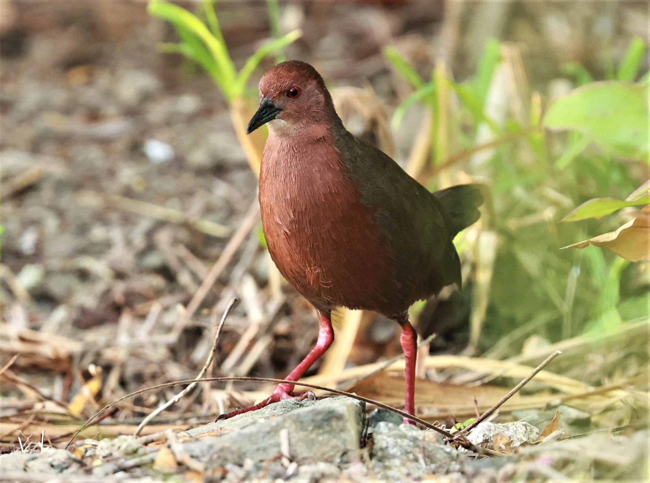 Ruddy-breasted Crake (Porzana fusca) Kaeng Krachan NP Vicinity (8).jpg