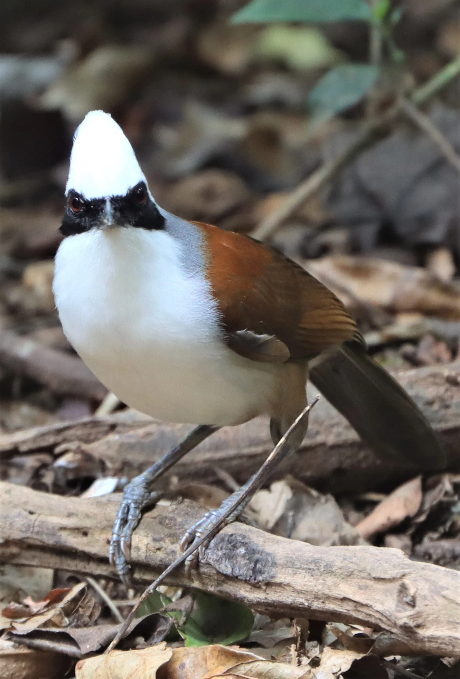 LAUGHINGTHRUSH - WHITE-CRESTED LAUGHINGTHRUSH - Garrulax leucolophus - KAENG KRACHAN THAILAND NEUNG HIDE (24).jpg