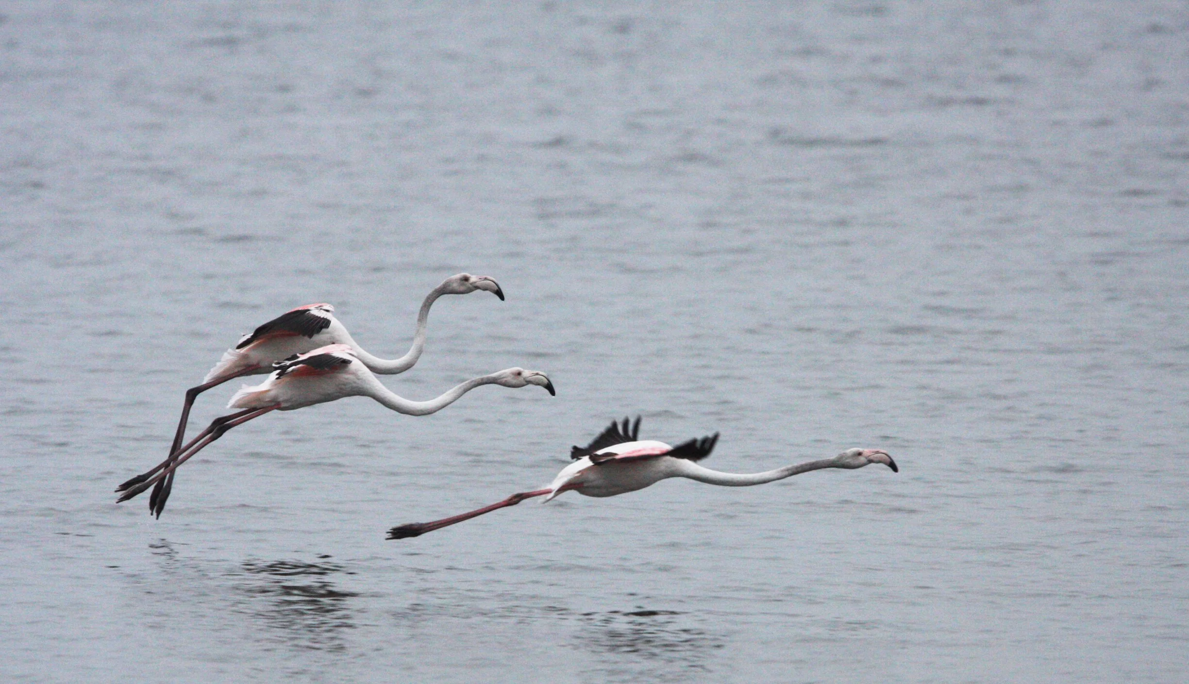 Phoenicopterus roseus - Greater Flamingo - Walvis Bay Namibia (46).JPG