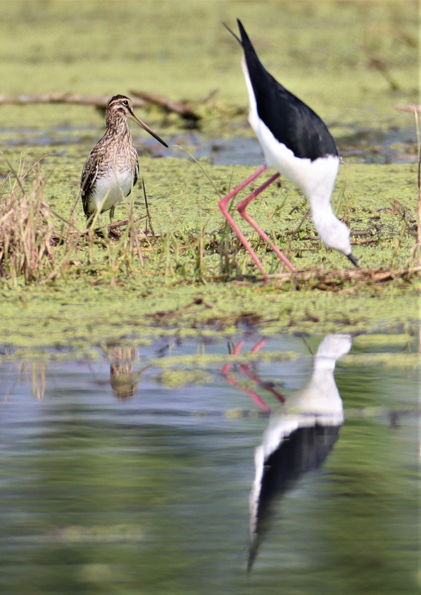 SNIPE - COMMON SNIPE - Gallinago gallinago - LAT KRABANG WETLANDS NEAR BKK (126).jpg