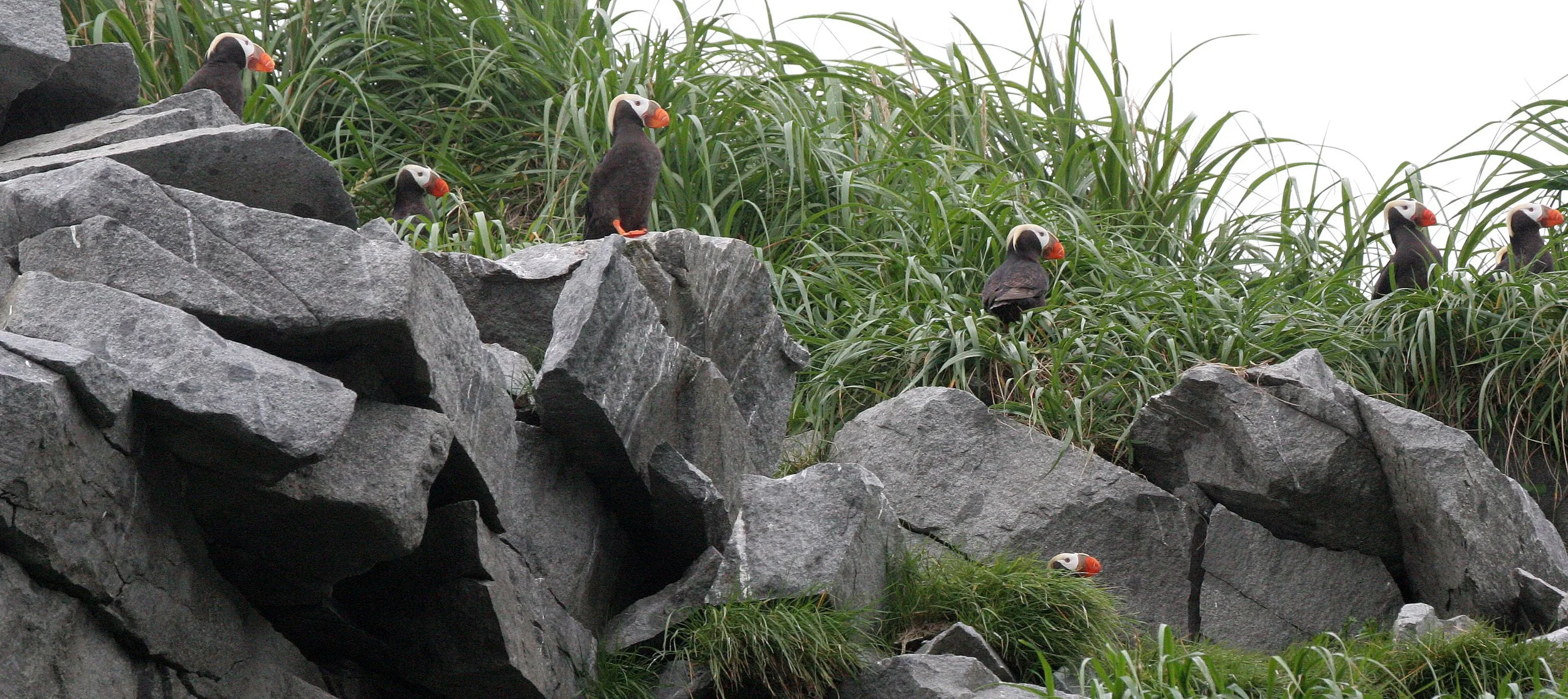 Fratercula cirrhata - TUFTED PUFFIN - COAST OF KAMCHATKA (87).jpg