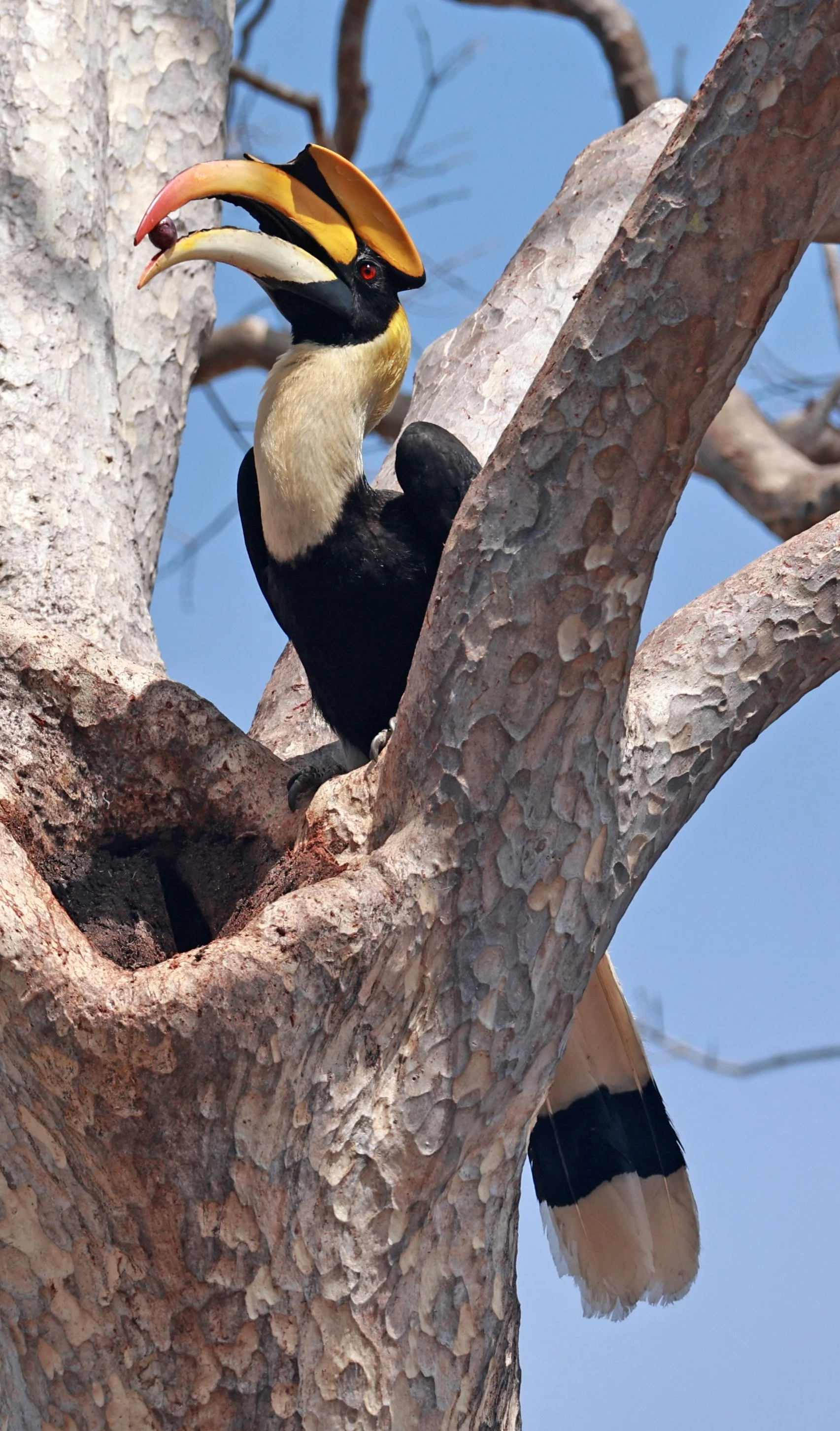 Great hornbill (Buceros bicornis) Pak Chong Mu Si Municipality Feb 2026 (22).jpg