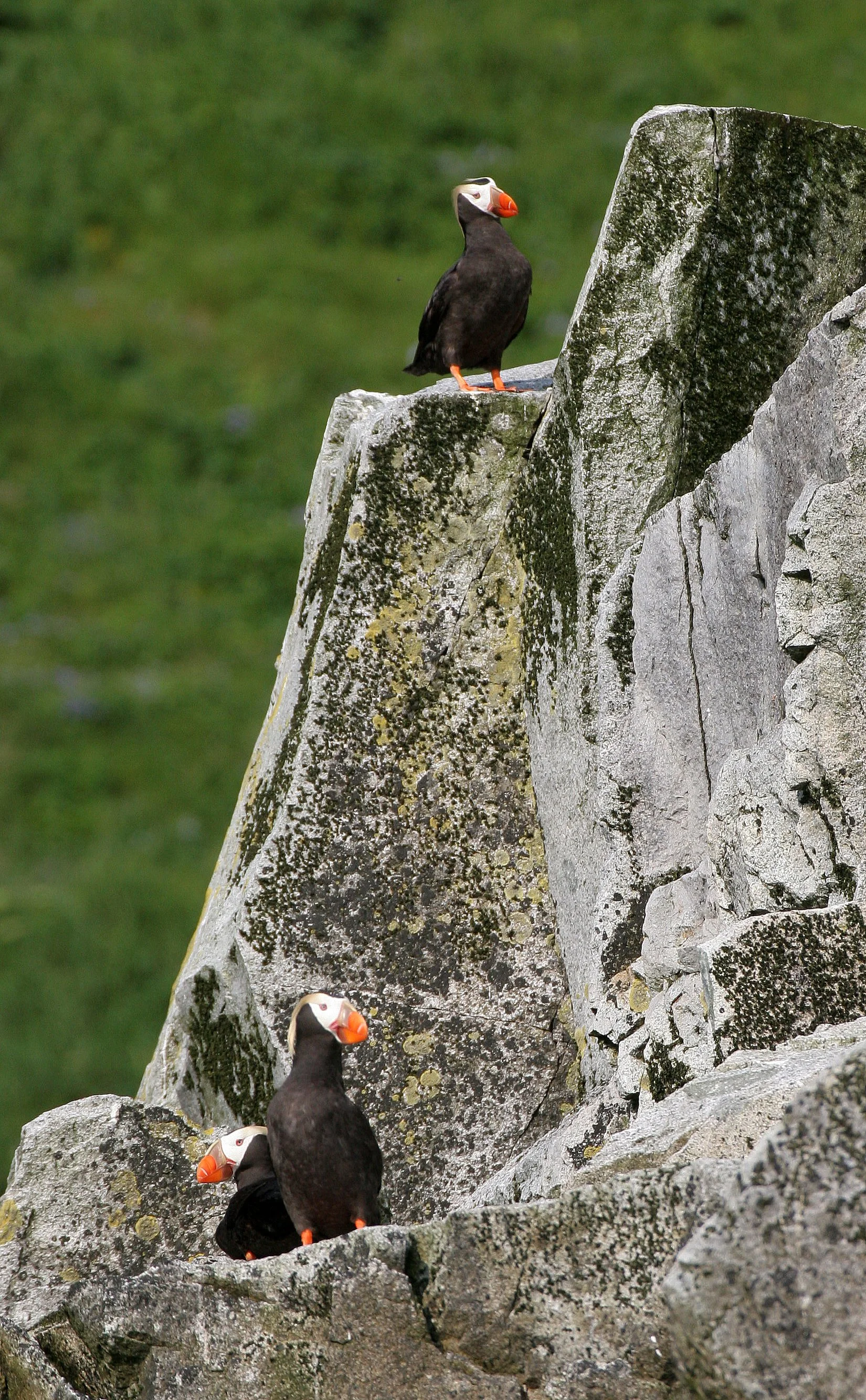 Fratercula cirrhata - TUFTED PUFFIN - COMMANDERS MEDNY ISLAND (3).jpg