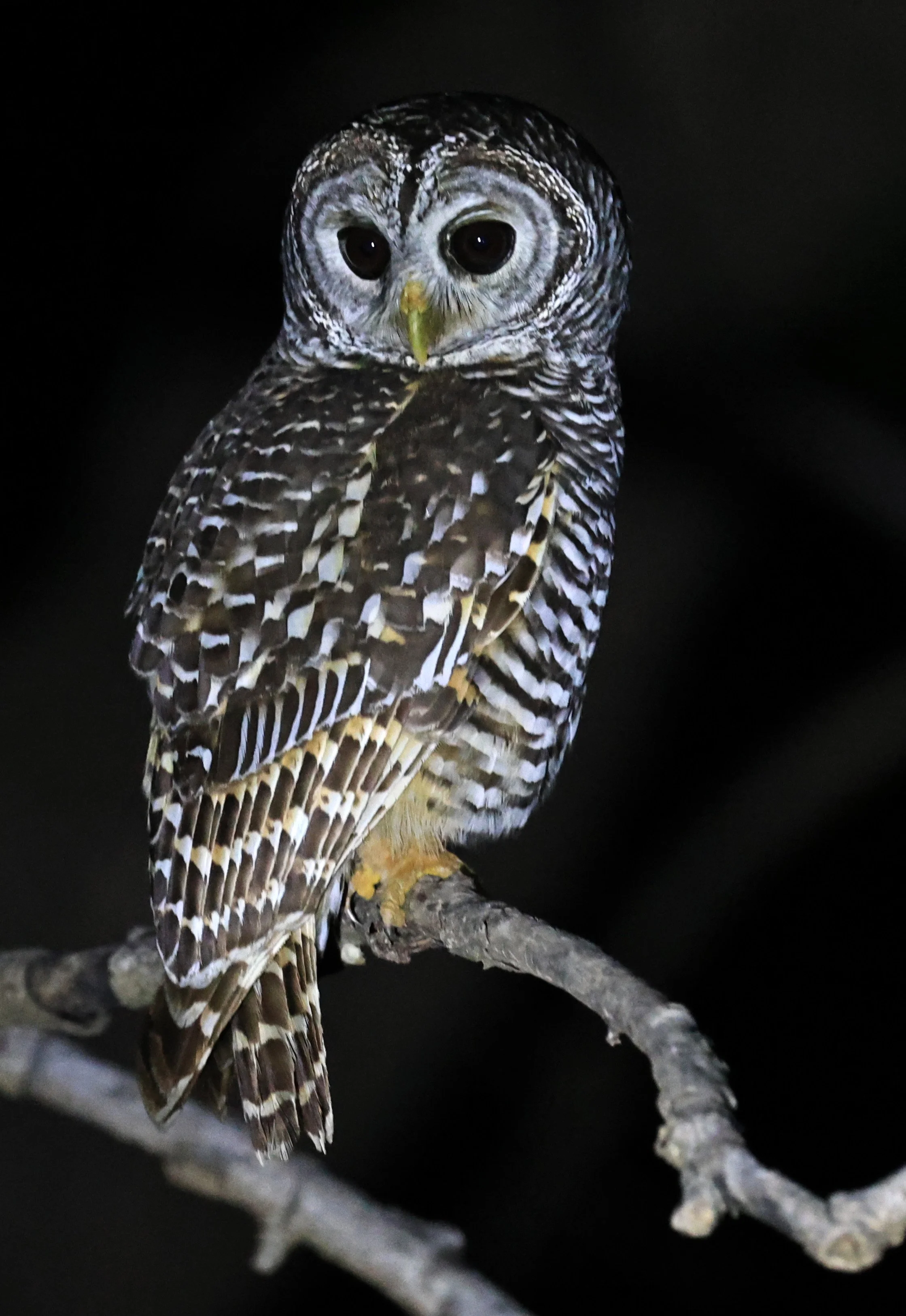 Chaco Owl (Strix chacoensis) Reserva Nueland  Selva Serena (25).jpg