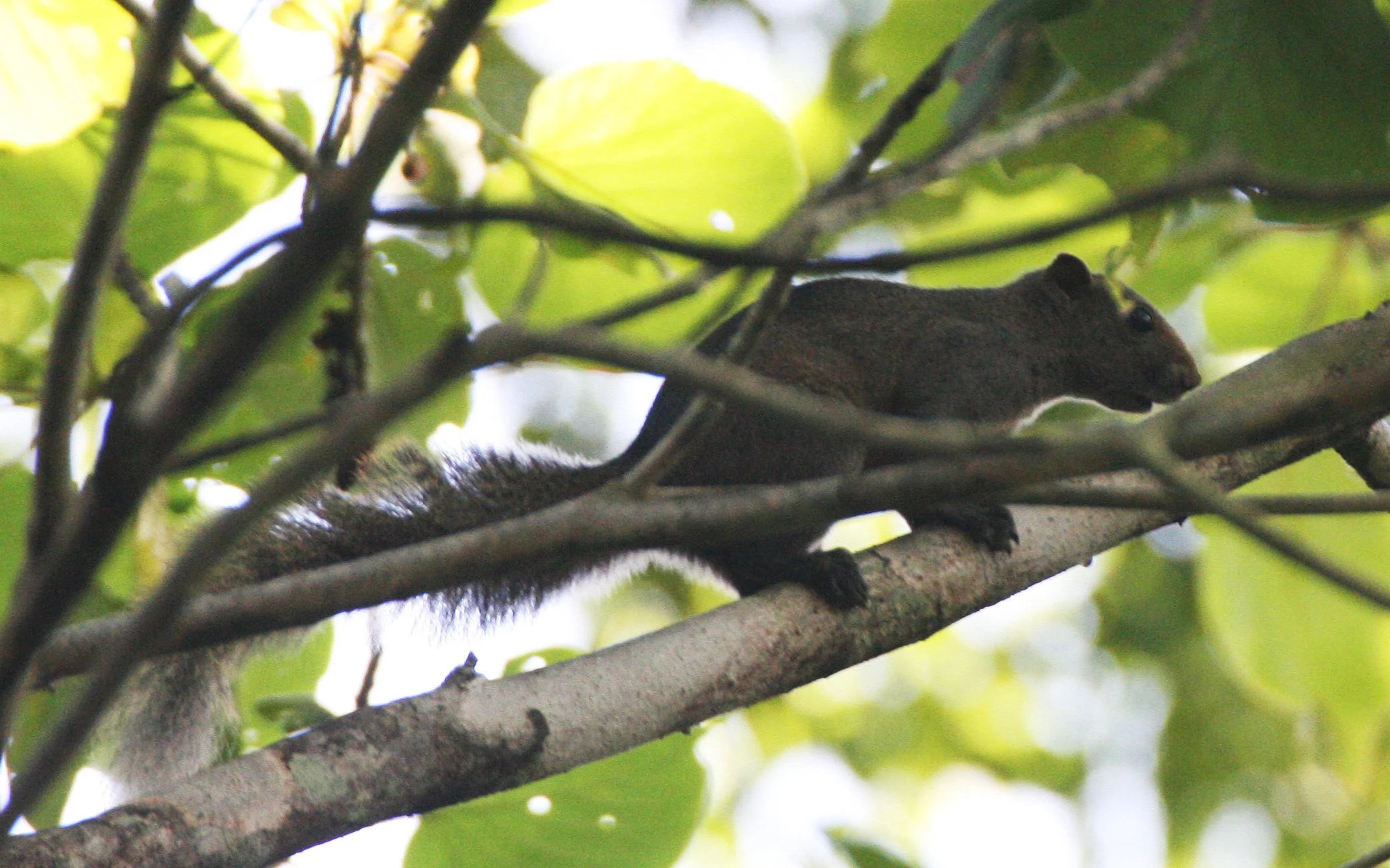 Callosciurus erythraeus erythraeus - PALLAS'S SQUIRREL - KHAO BAN DAI - HUAI KHA KHAENG NATURE RESERVE THAILAND (32).JPG