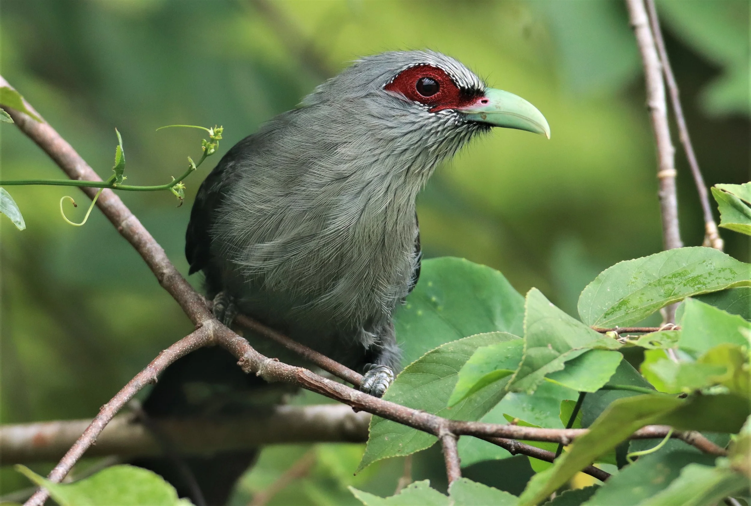 Green-billed Malkoha (Phaenicophaeus tristis) Nong Ya Plong Petchaburi Thailand (9).jpg