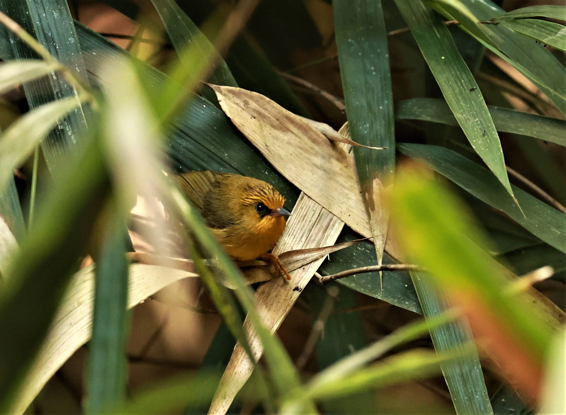 BABBLER - GOLDEN BABBLER  - Cyanoderma chrysaeum - PHU SUAN SAI NATIONAL PARK LOEI PROVINCE (11).jpg