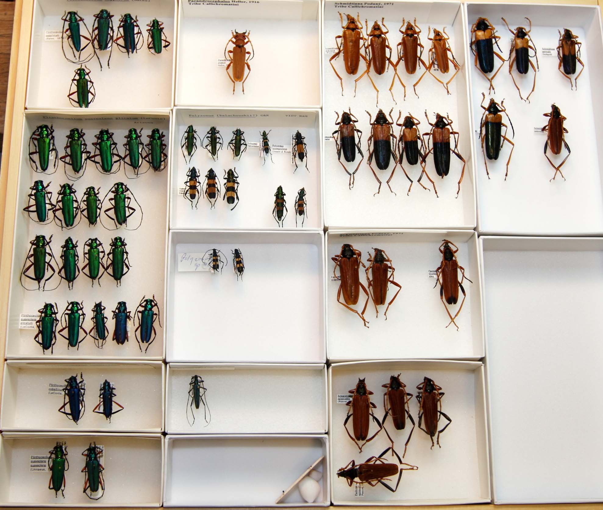 7 Cerambycinae - Callichromatini 4.JPG