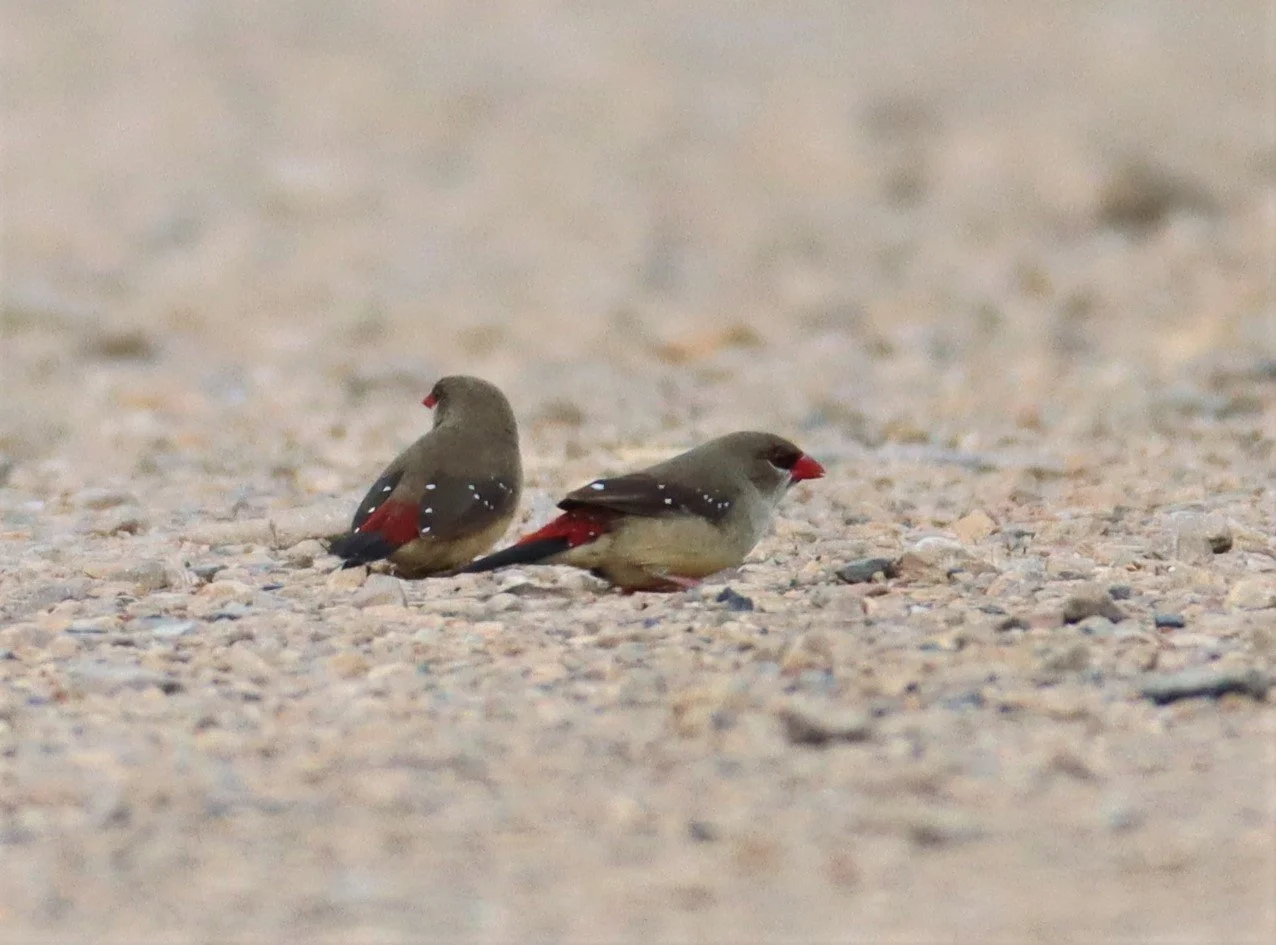 RED AVADAVAT - Amandava amandava - LAT KRABANG WETLANDS THAP YAO  (3).jpg