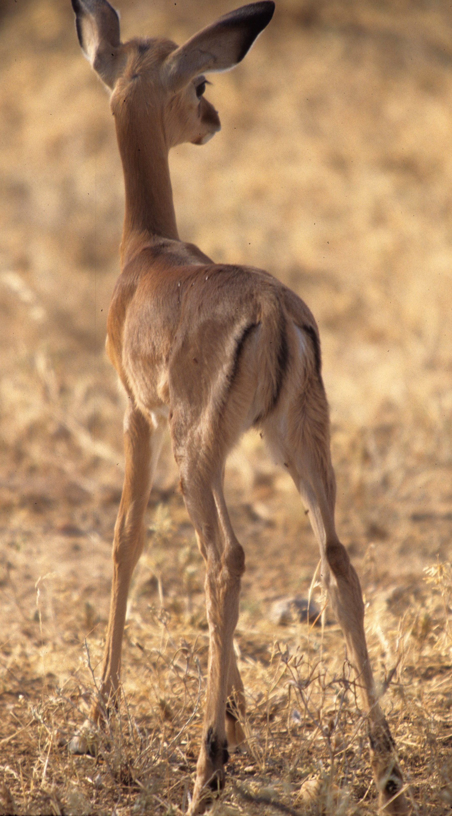 BOVID - IMPALLA-SERENGETI 1 (10).jpg